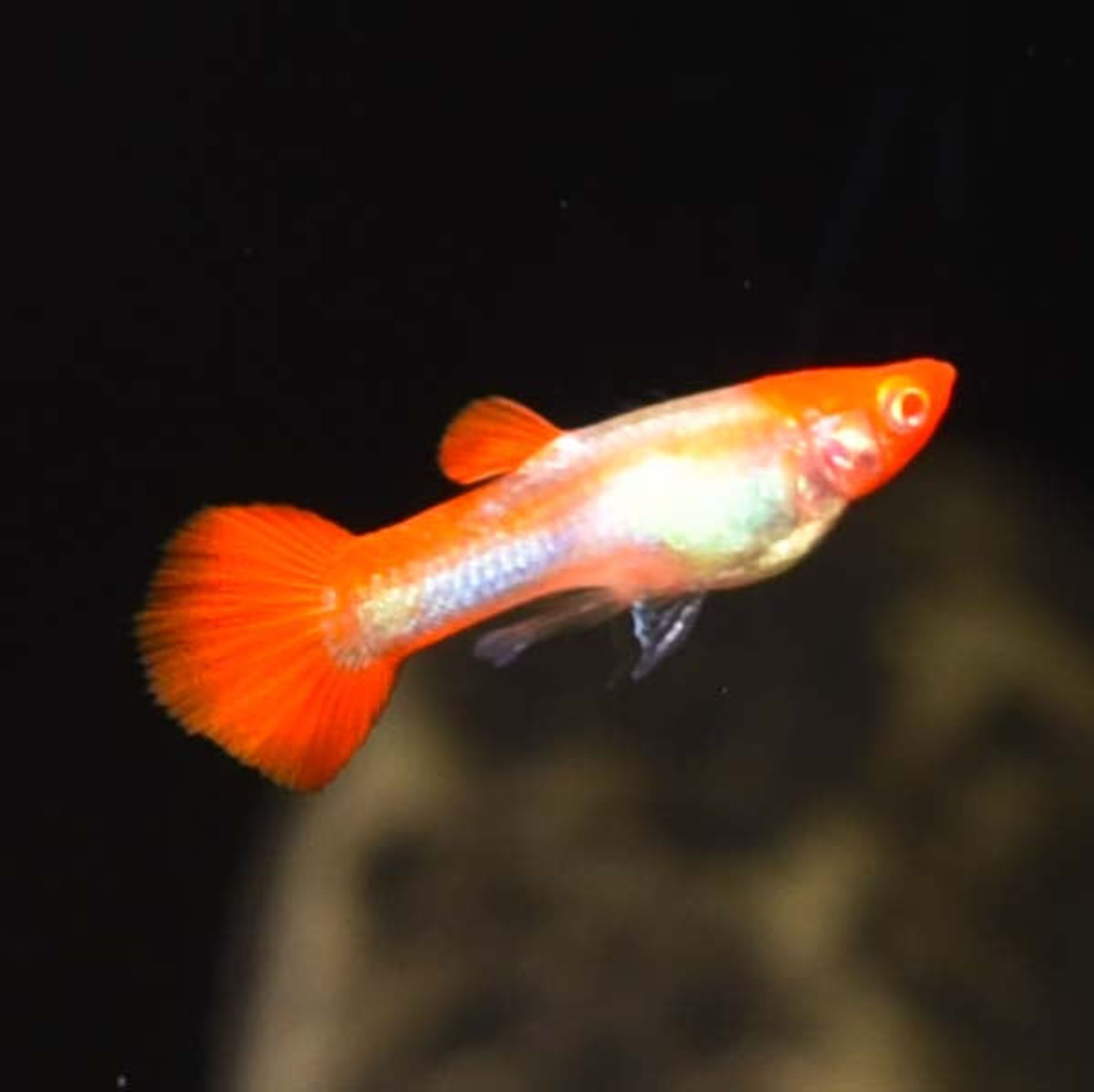 What Do Koi Eat? A Practical Feeding Guide