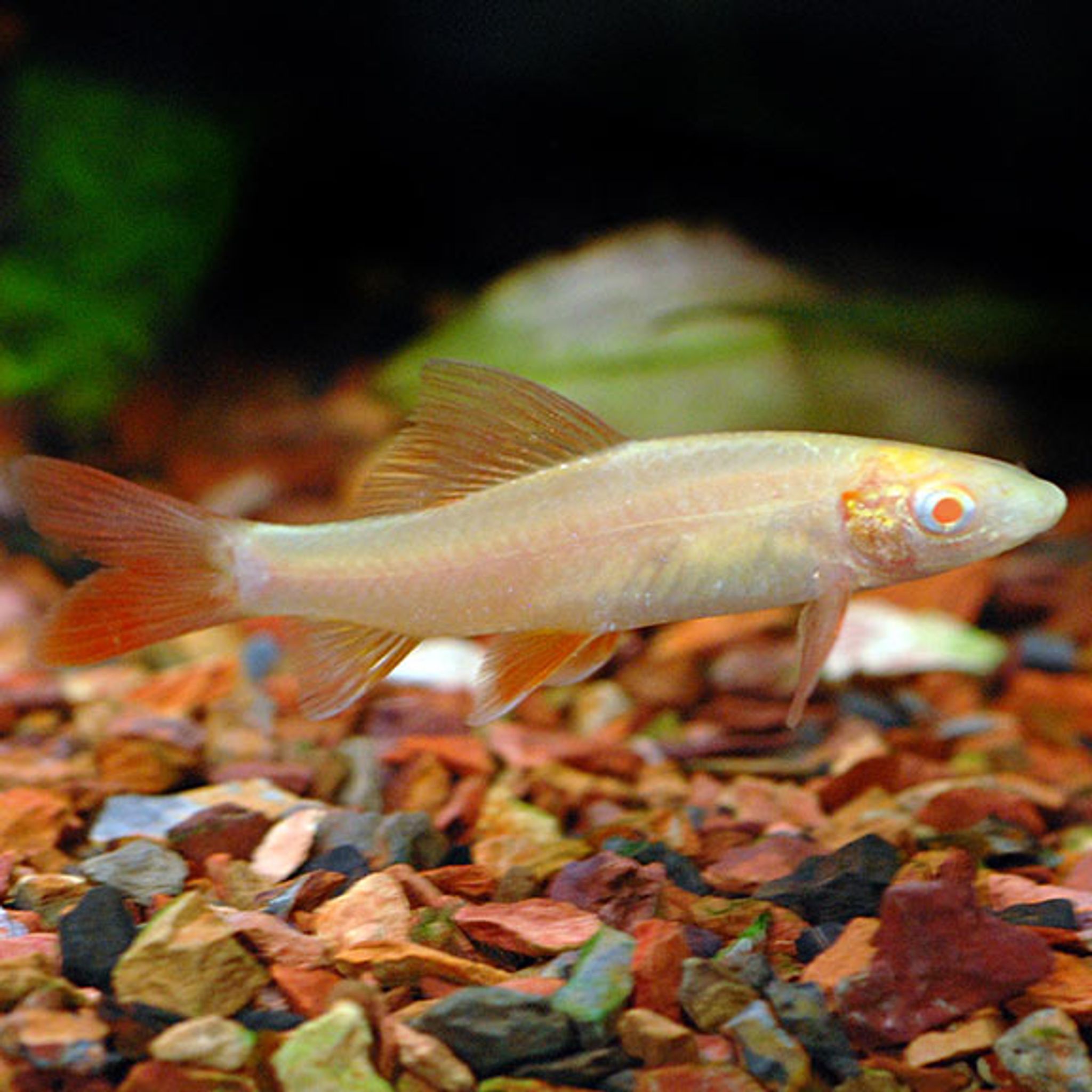 What Do Rainbow Shark Eat? A Practical Feeding Guide