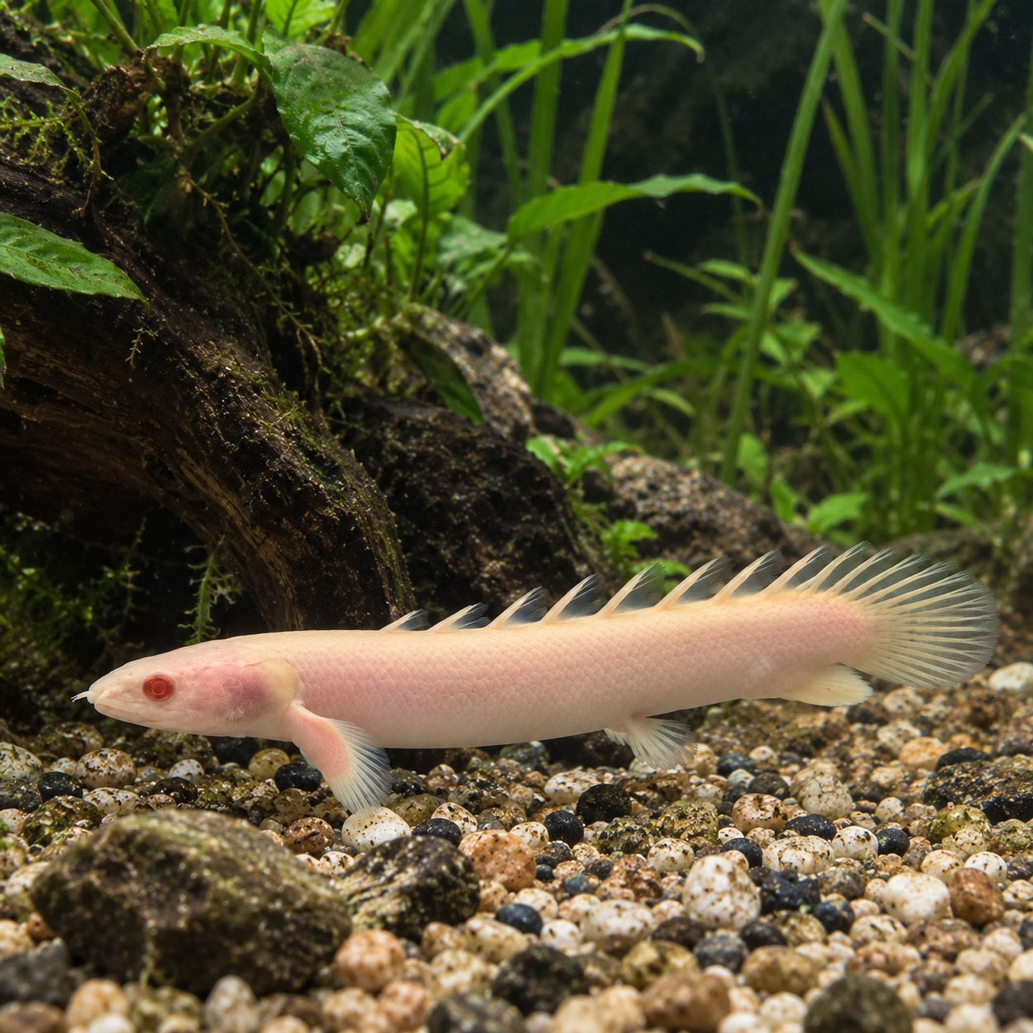 Albino Senegal Bichir