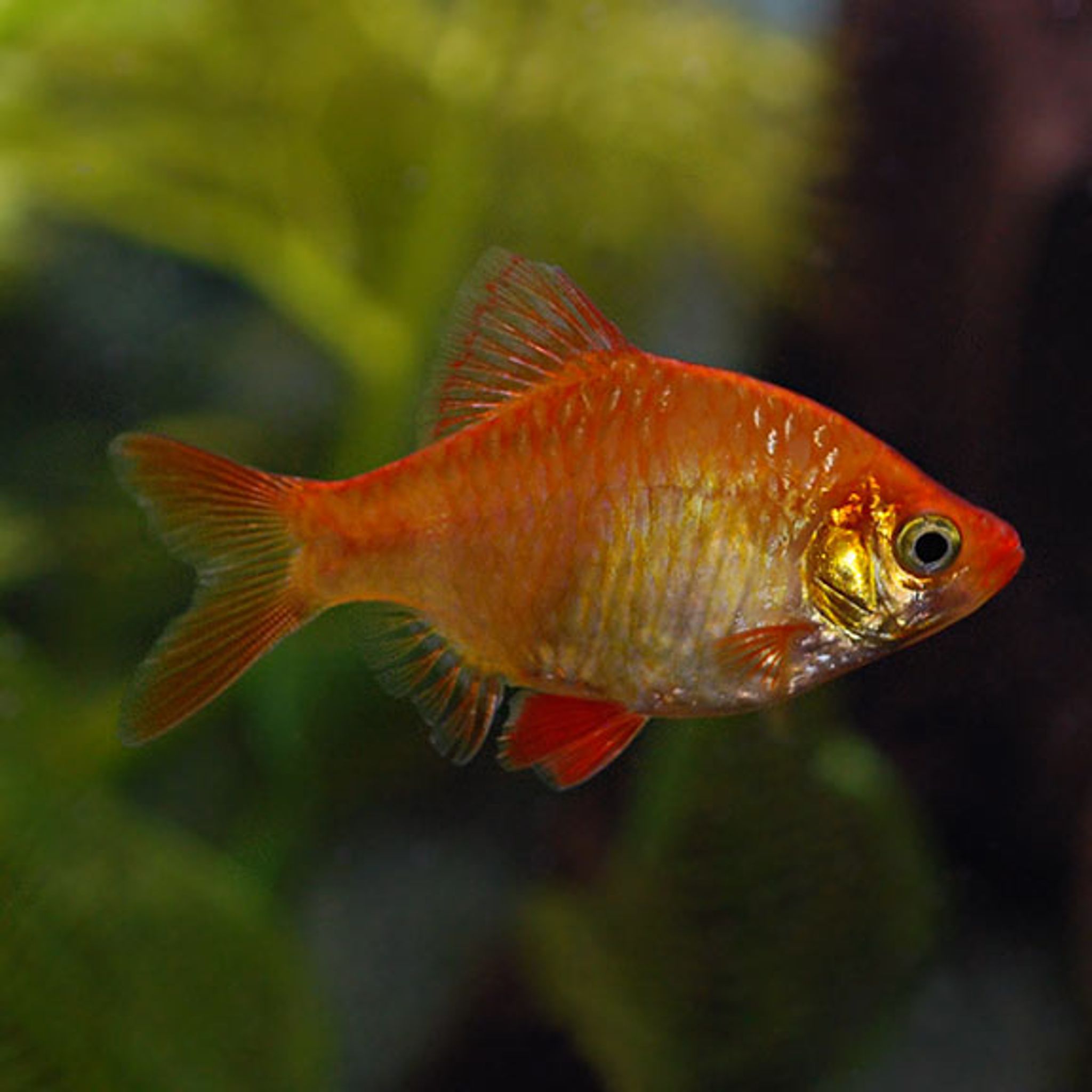 What Do Tiger Barb Eat? A Practical Feeding Guide
