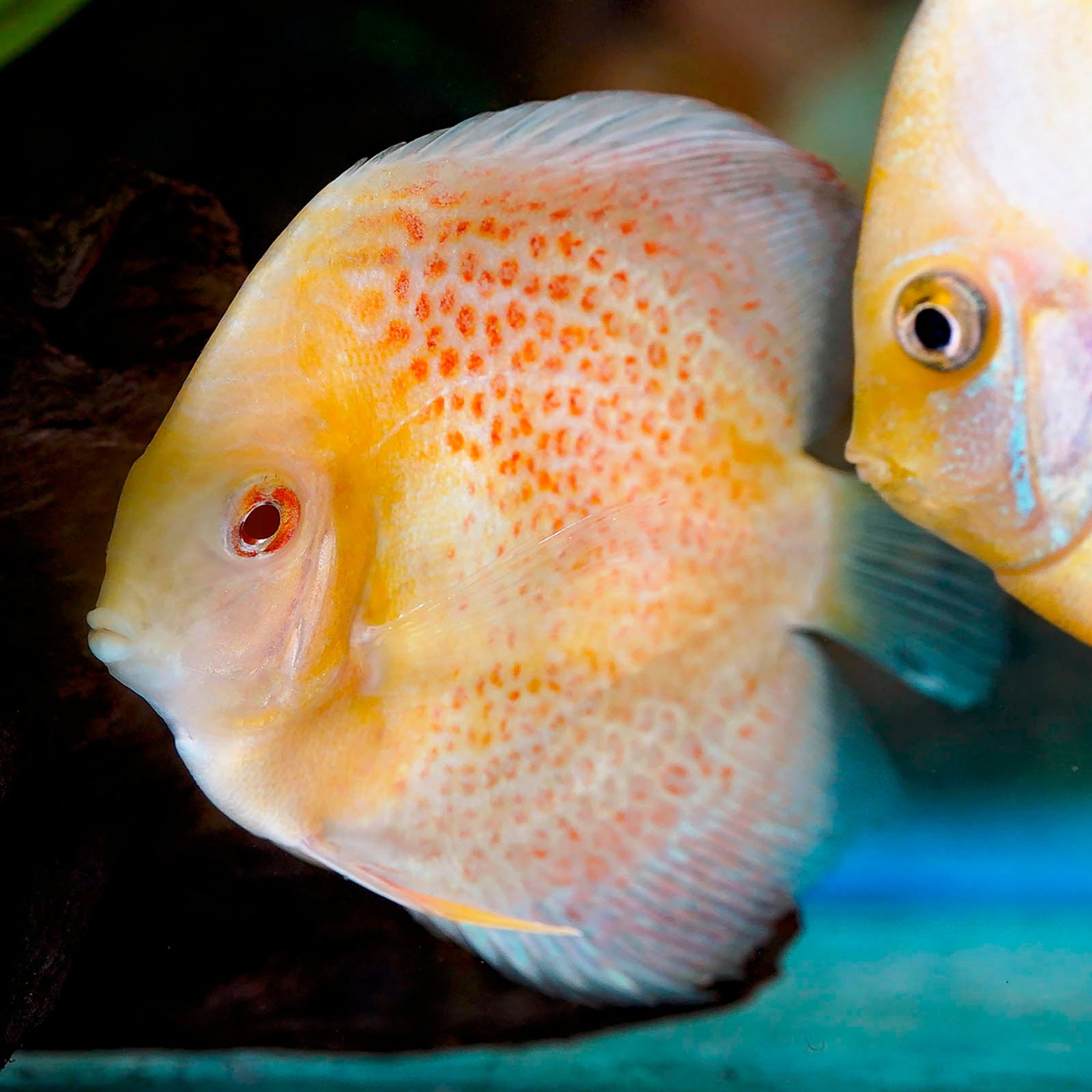 Albino Yellow Discus 4" WYSIWYG