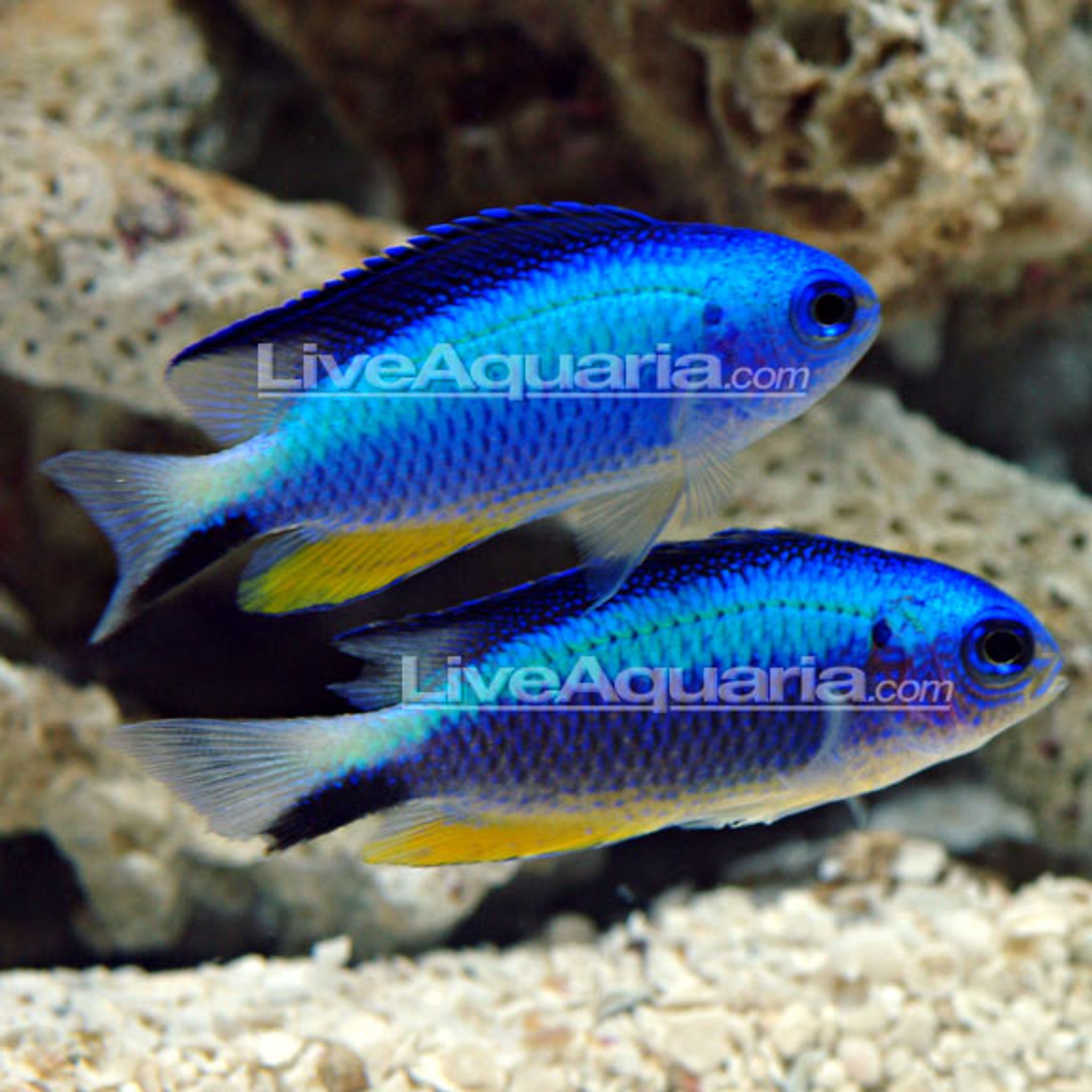 Allen's (Neon) Damselfish