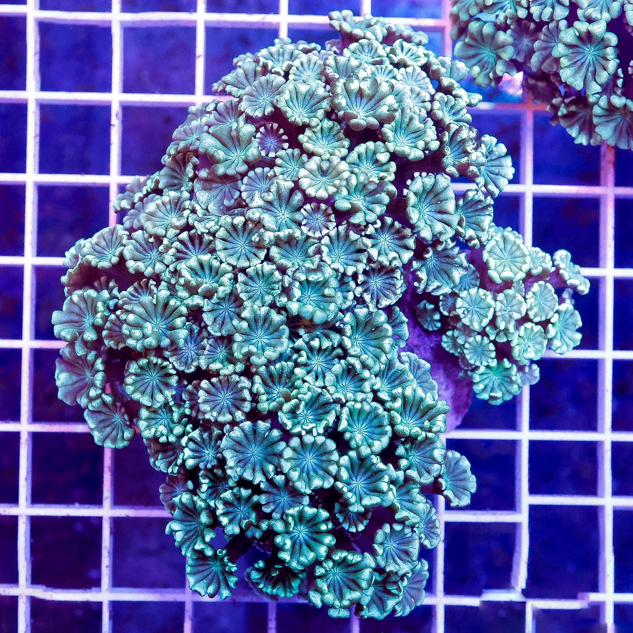 Alveopora Coral 3.5" WYSIWYG