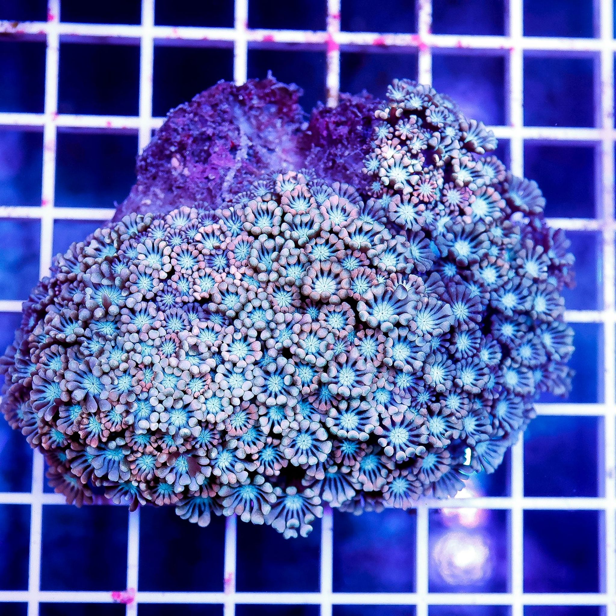 Alveopora Care Guide: Lighting, Flow, Feeding and Placement