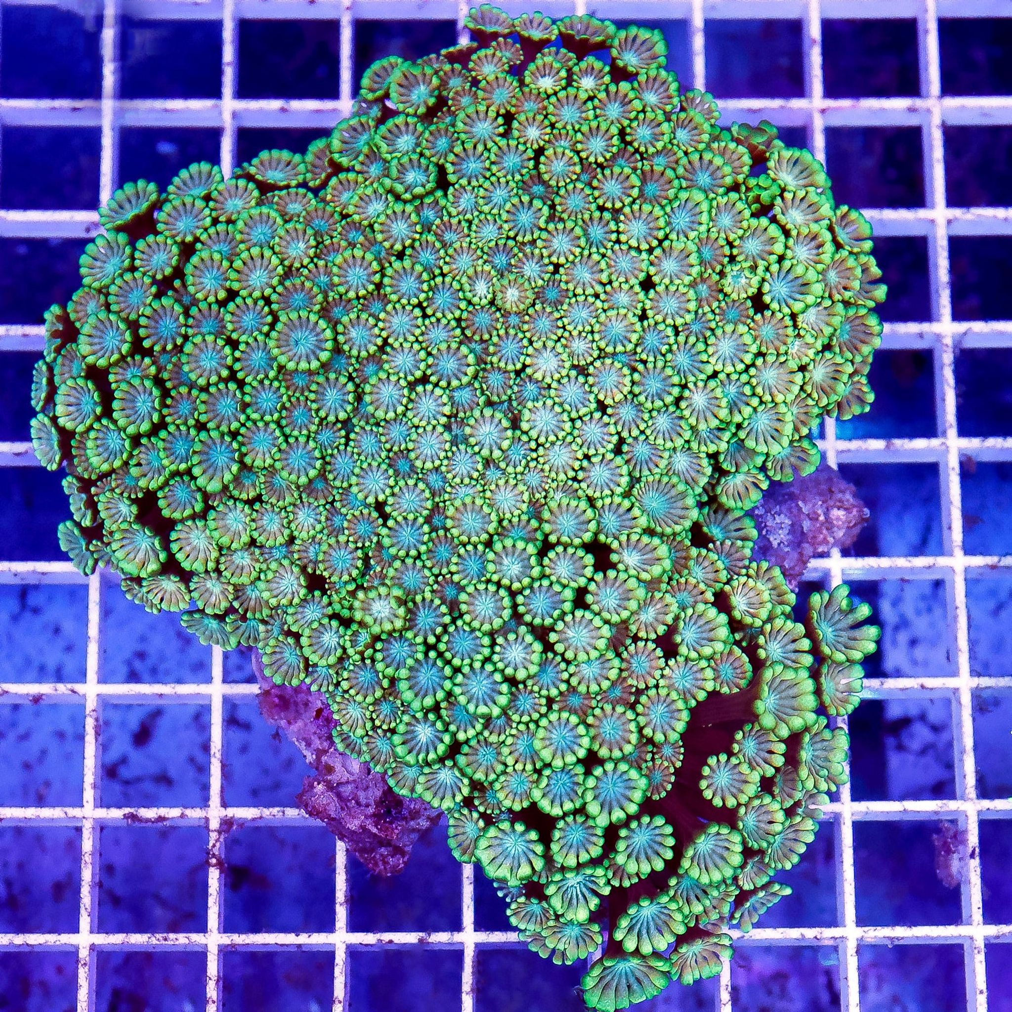 Alveopora Coral 4" WYSIWYG