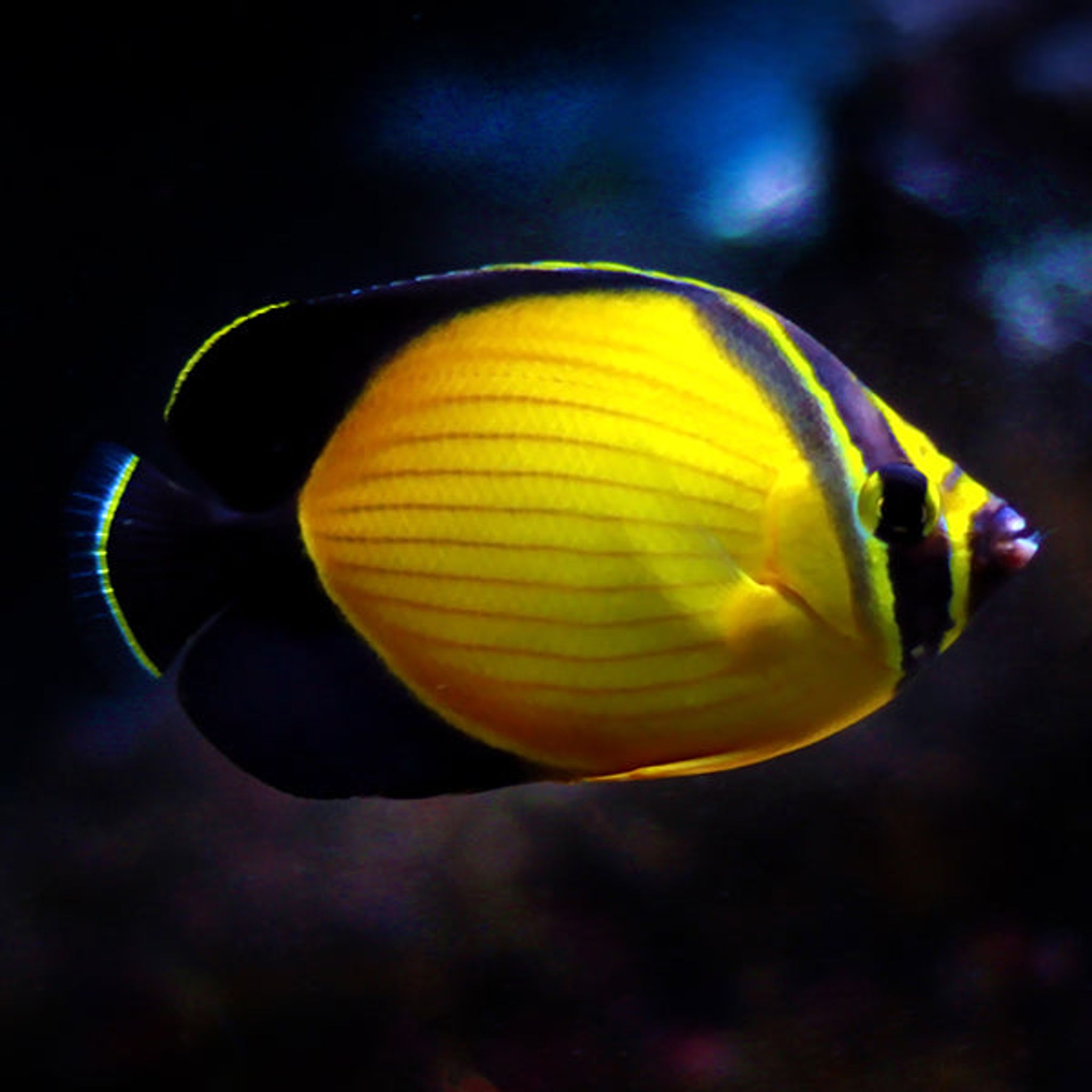 Arabian Butterflyfish (Chaetodon melapterus)