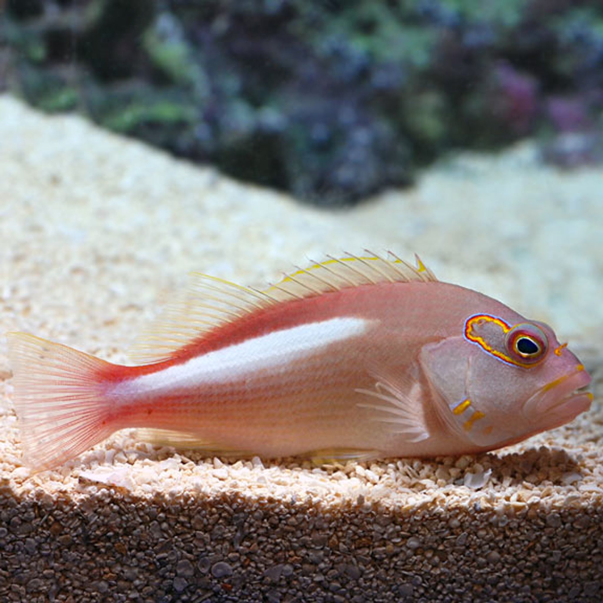 Arc Eye Hawkfish