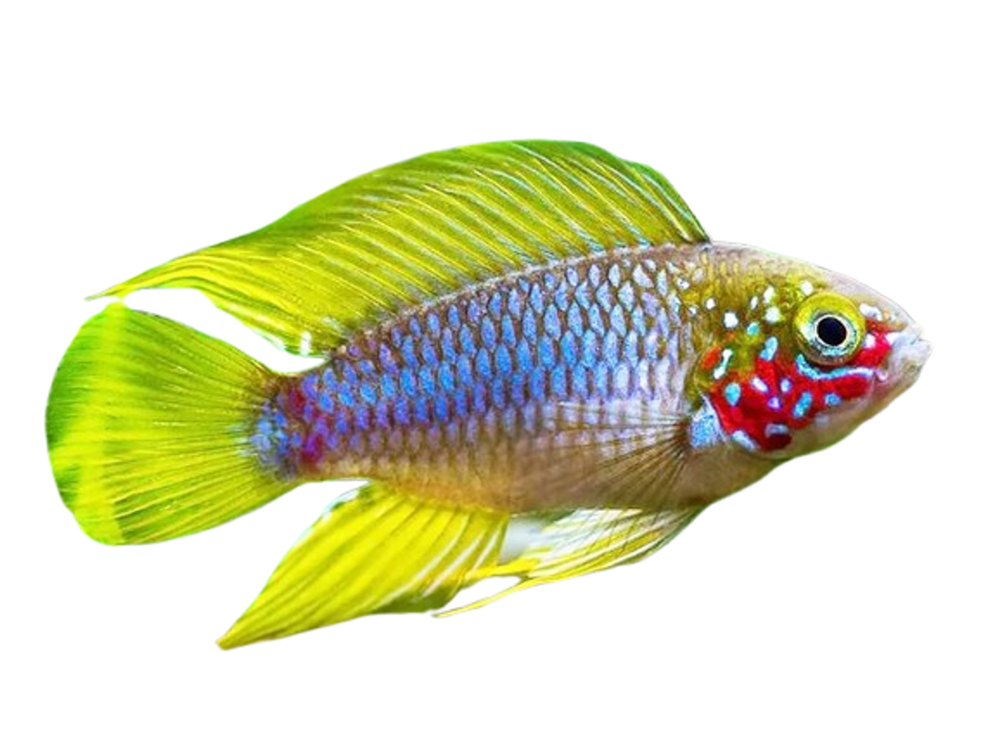 Apistogramma Borelli (males)