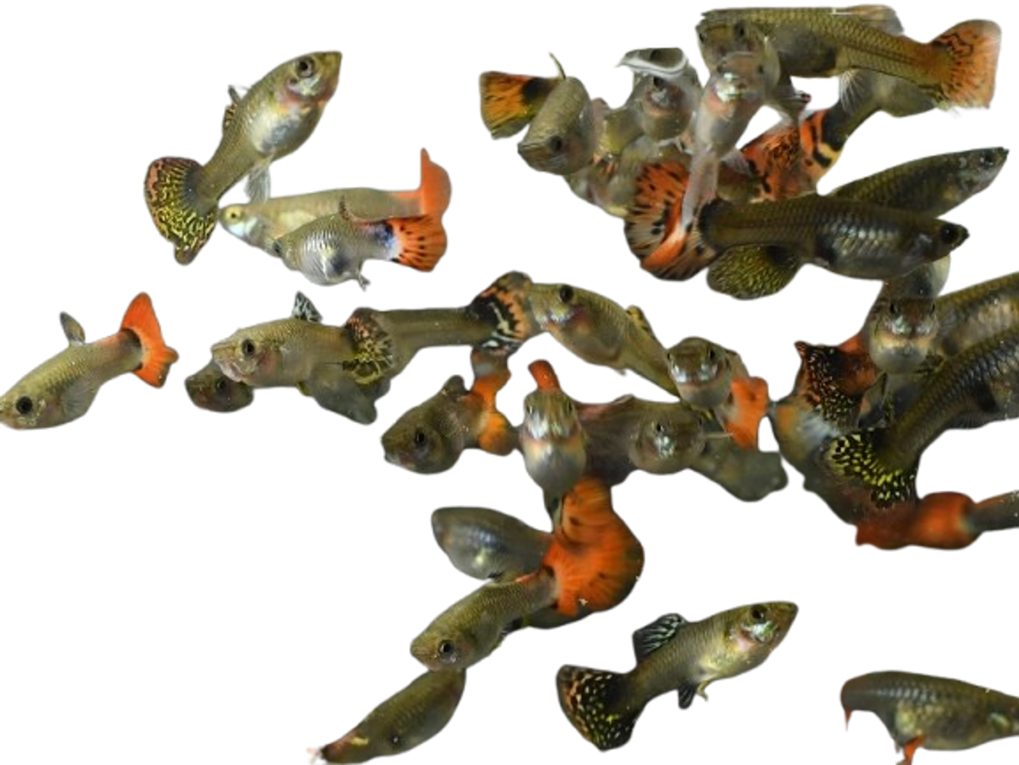 Assorted Guppies