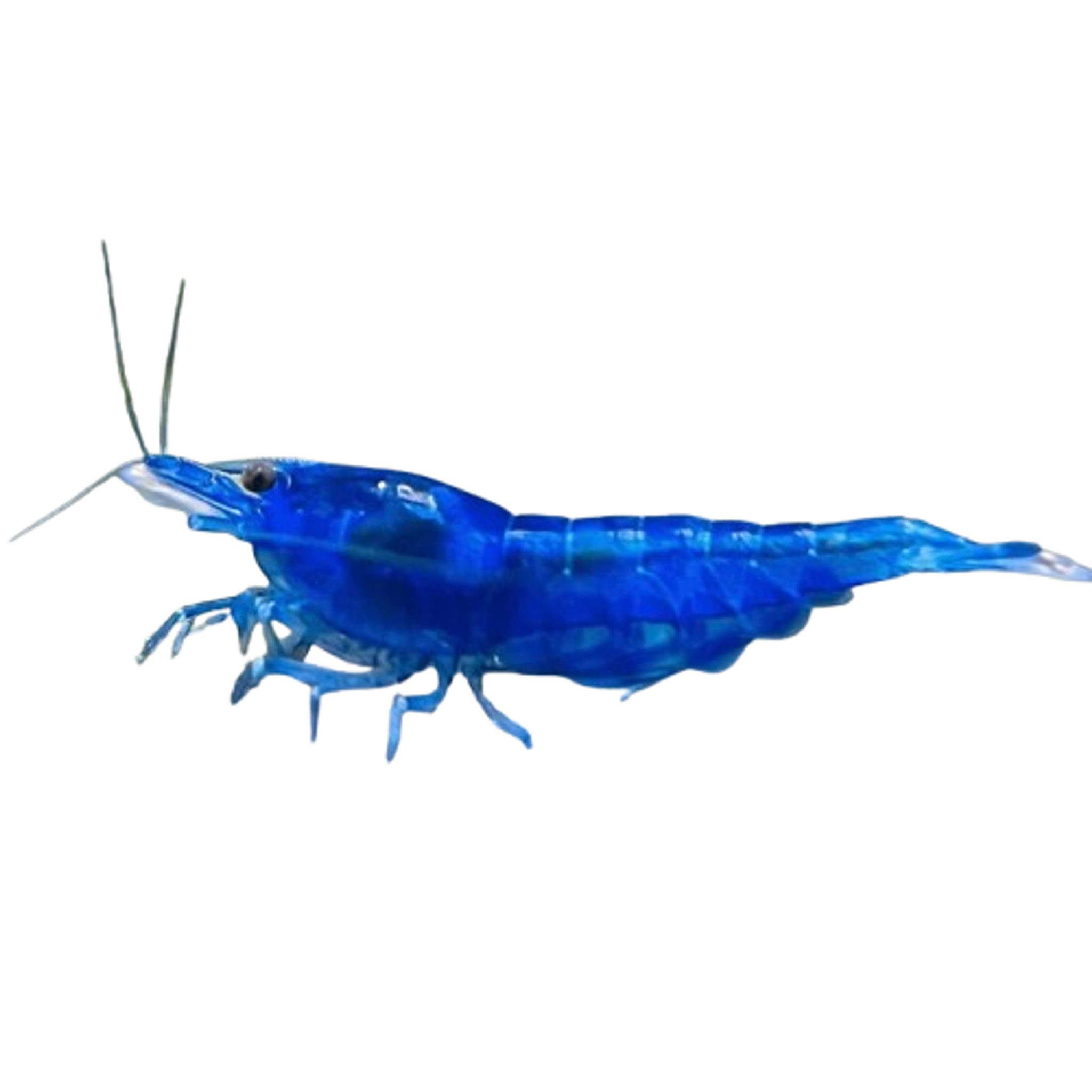 Blue Dream Neocaridina