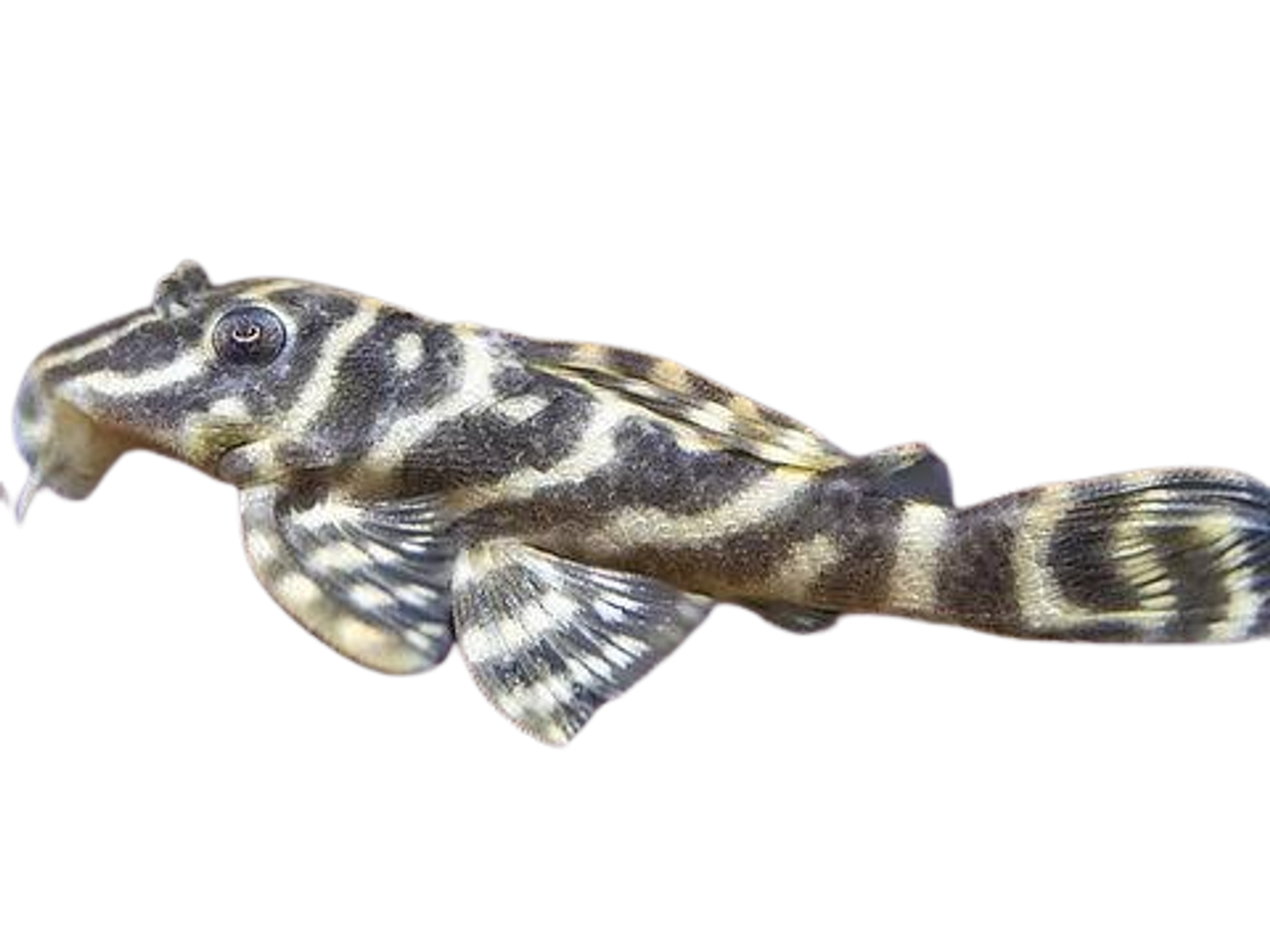 False Zebra pleco (L129)