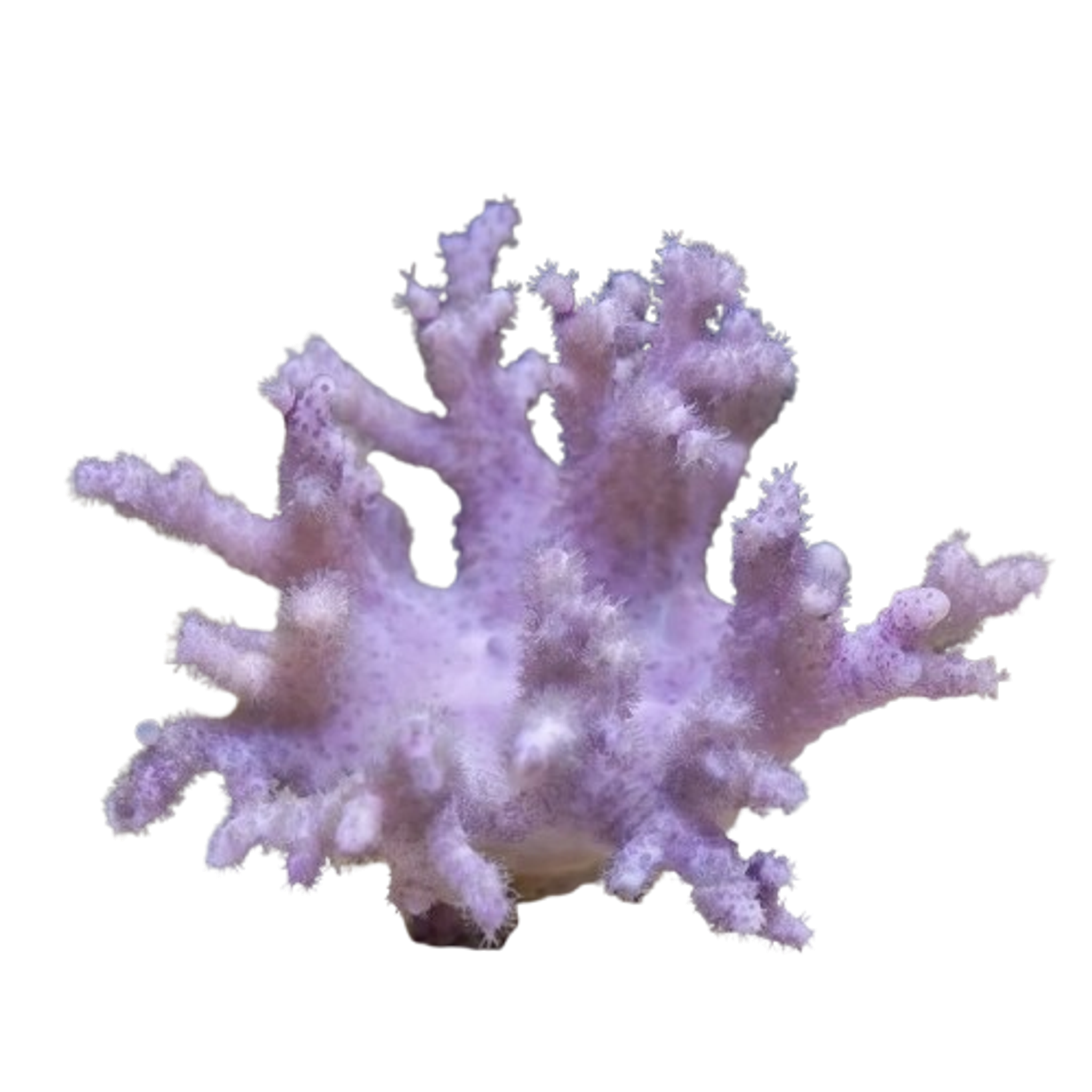 Finger Leather Coral