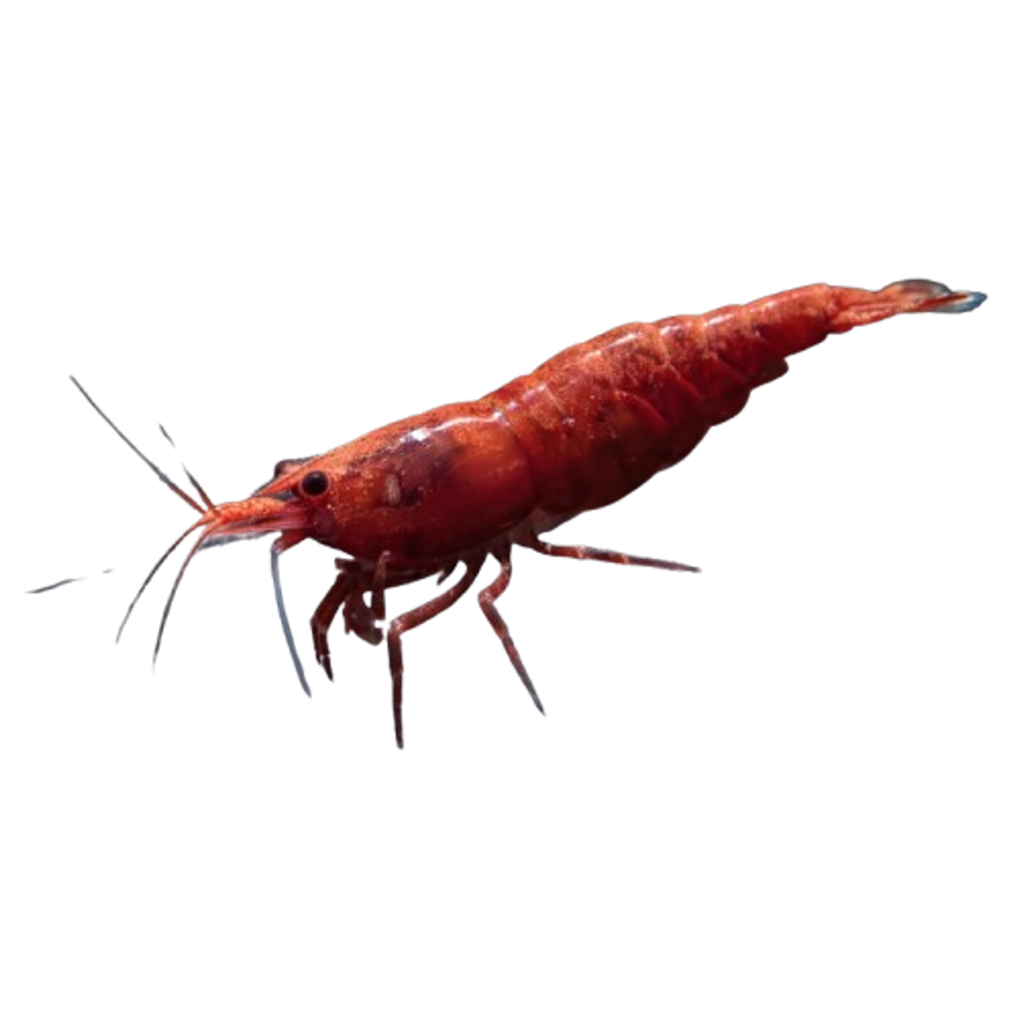Fire Painted Red Cherry Shrimp