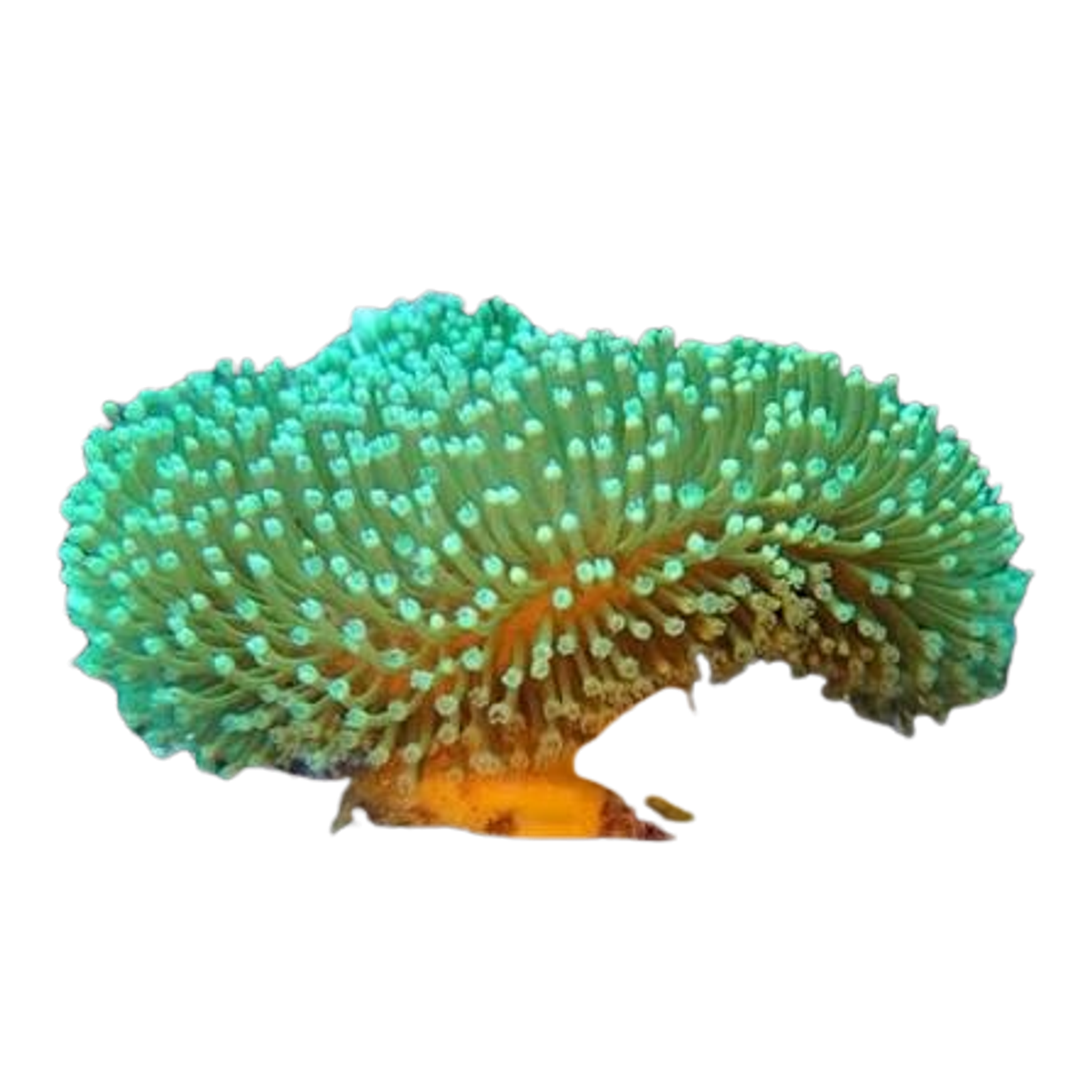 Green Polyp Toadstool coral