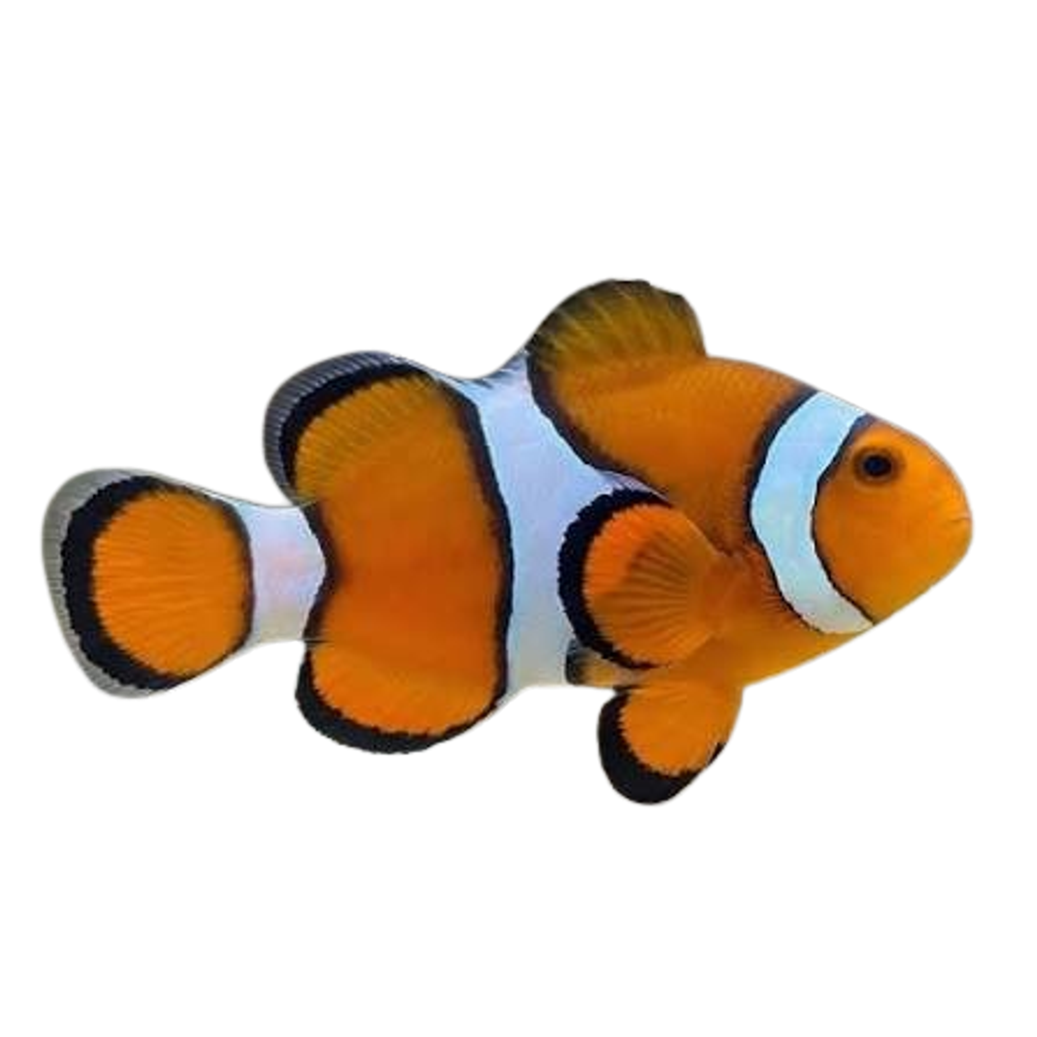 Orange Percula