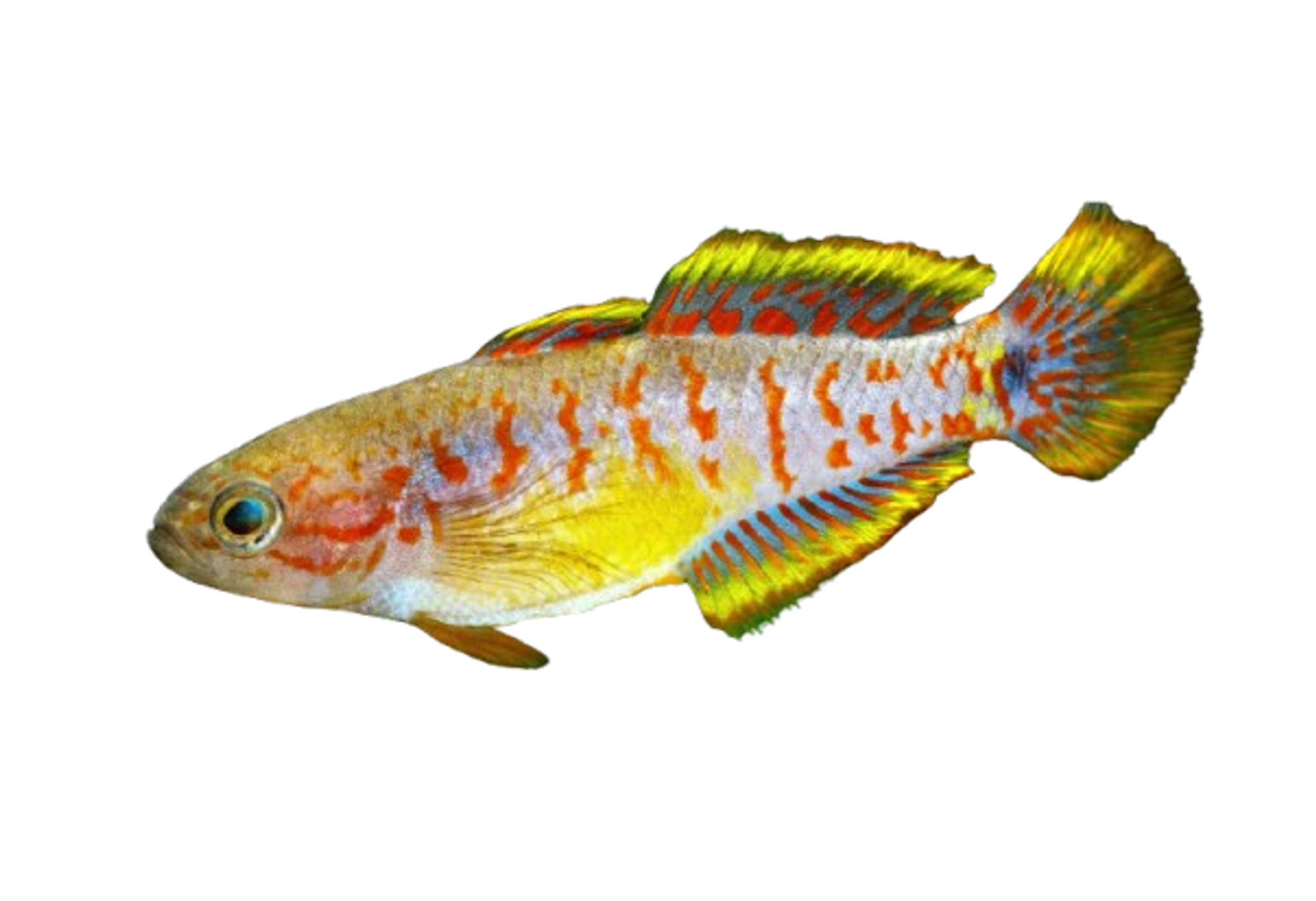Peacock Gudgeon