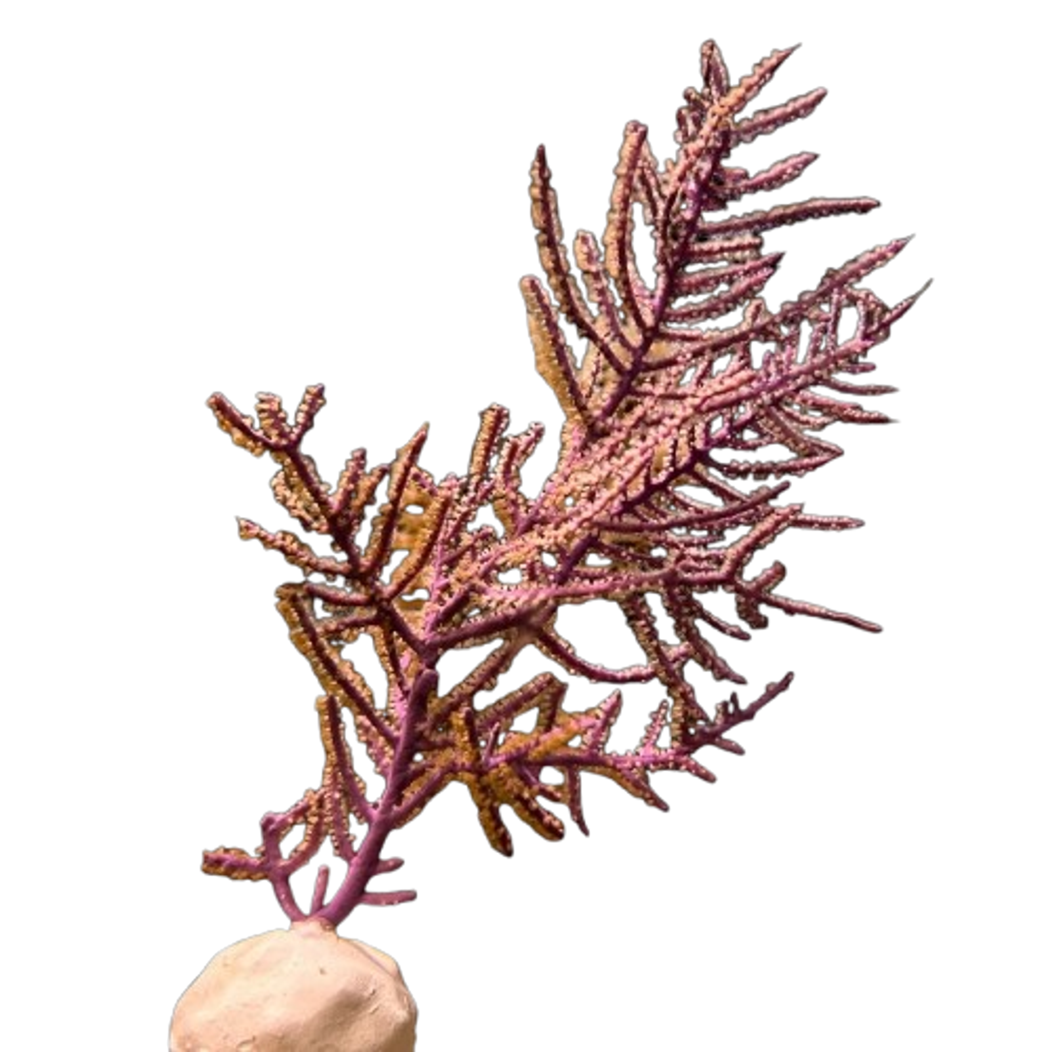 Purple Gorgonian