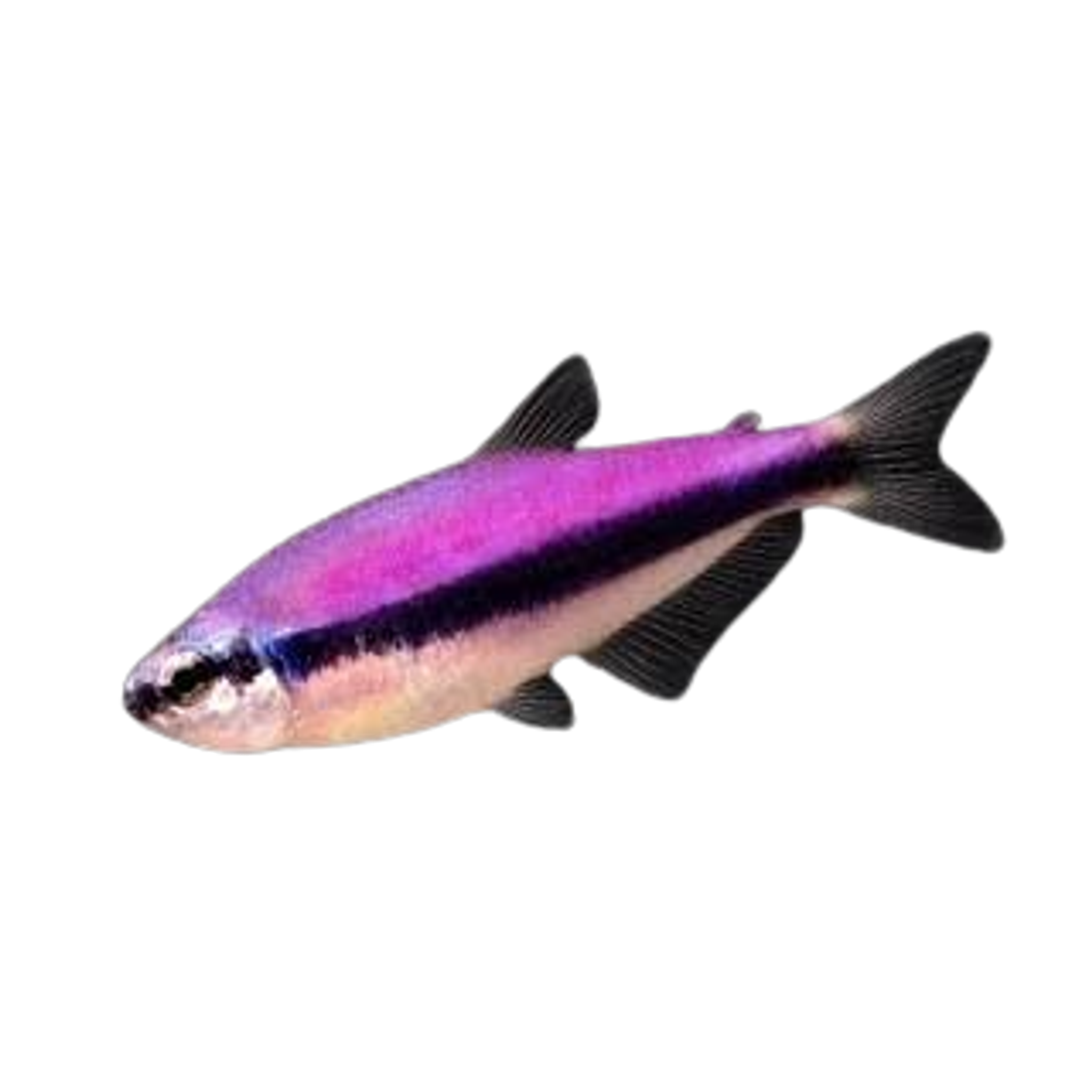 Purple Kerri Tetra