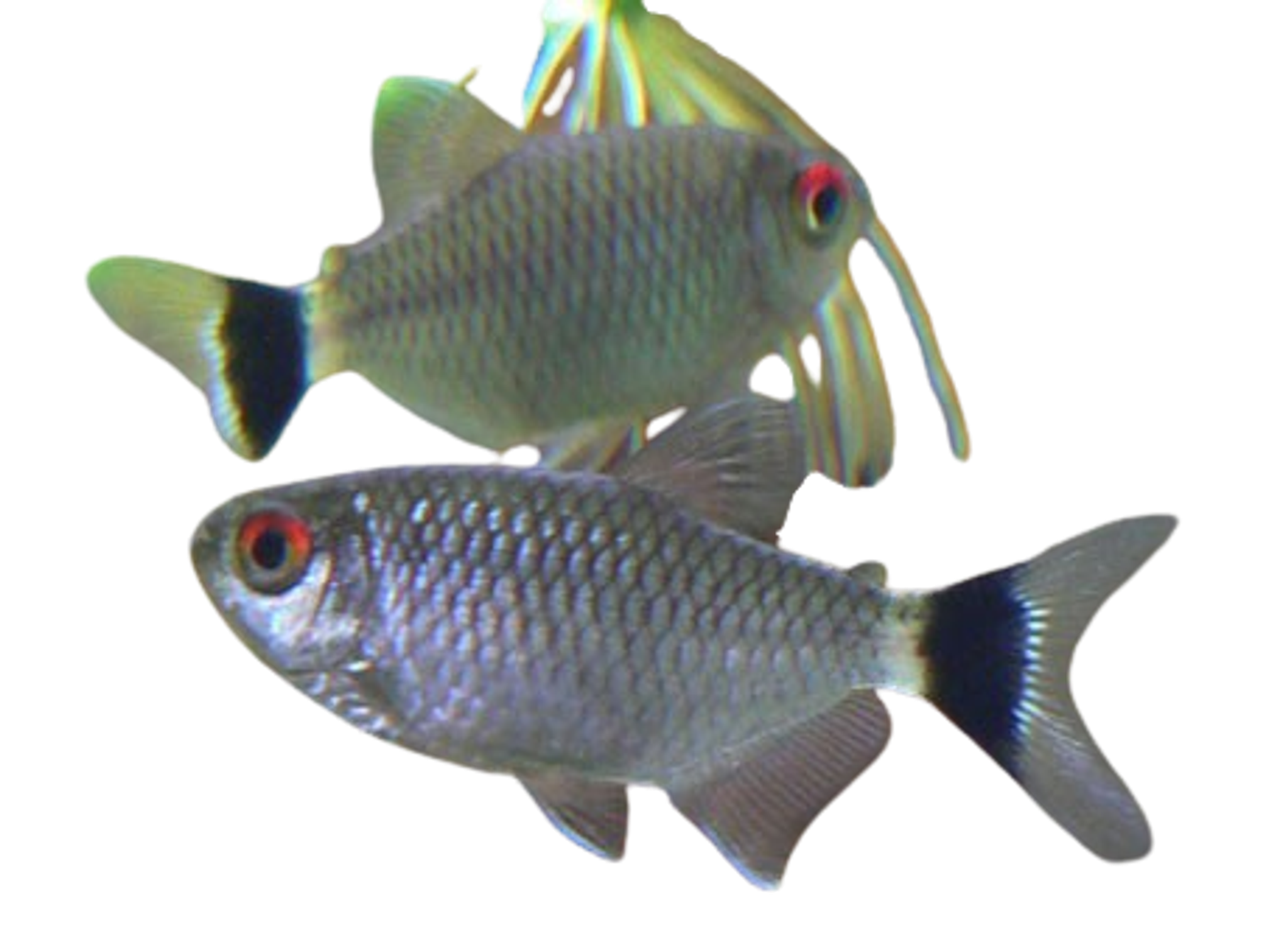 Red Eye Tetra