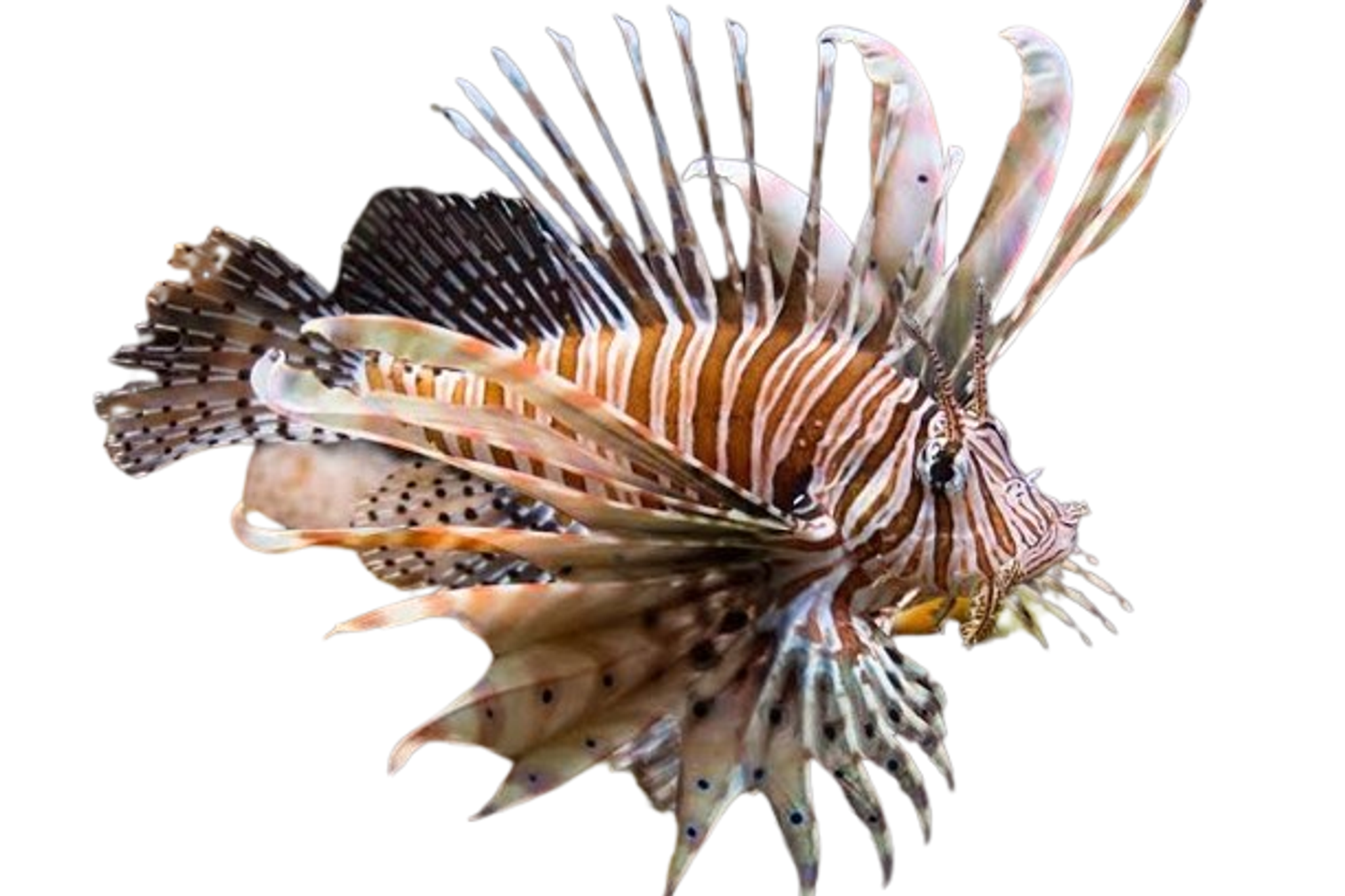 Red Lionfish