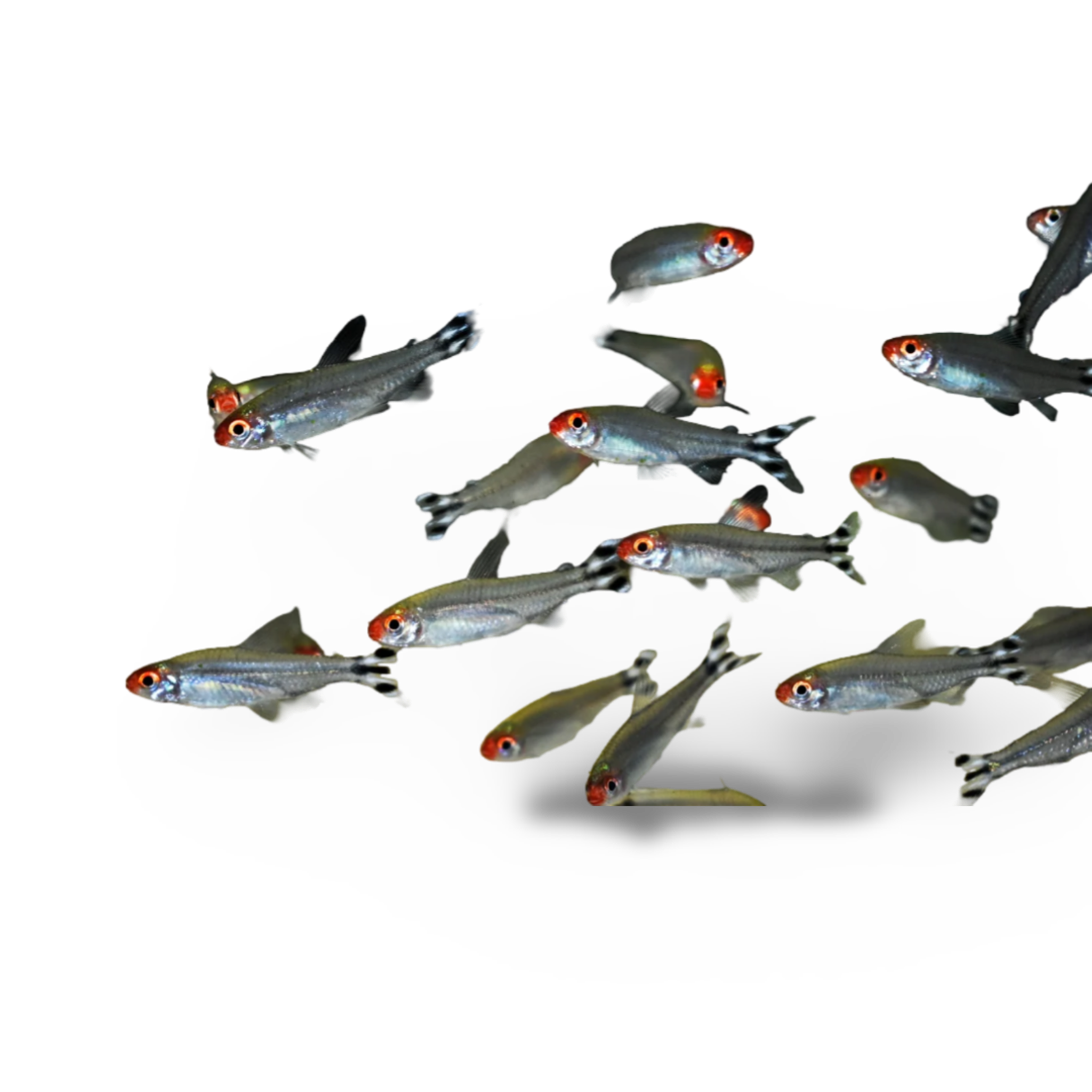 Rummy Nose Tetra
