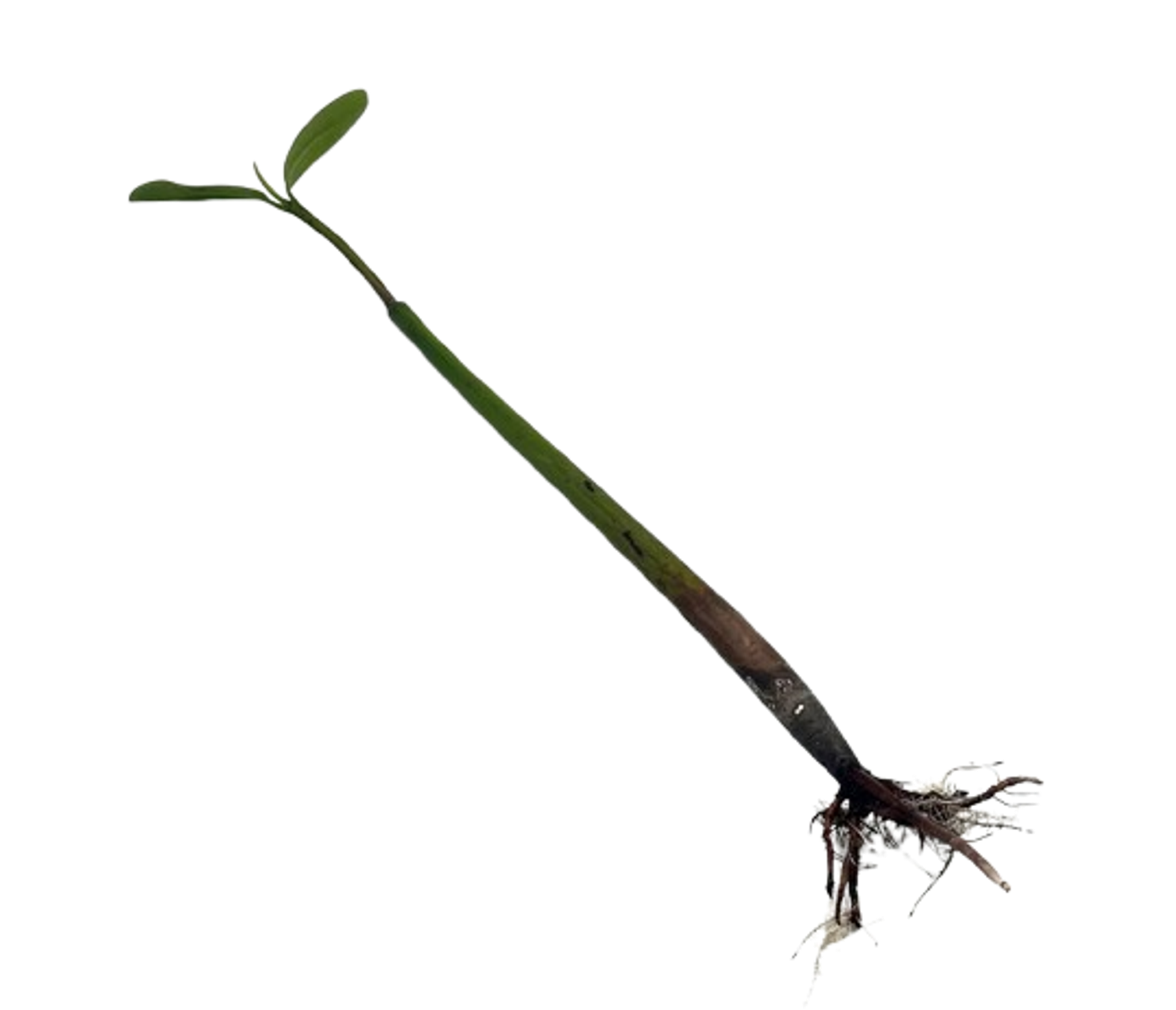 Sprouted Mangrove Pod (Saltwater)