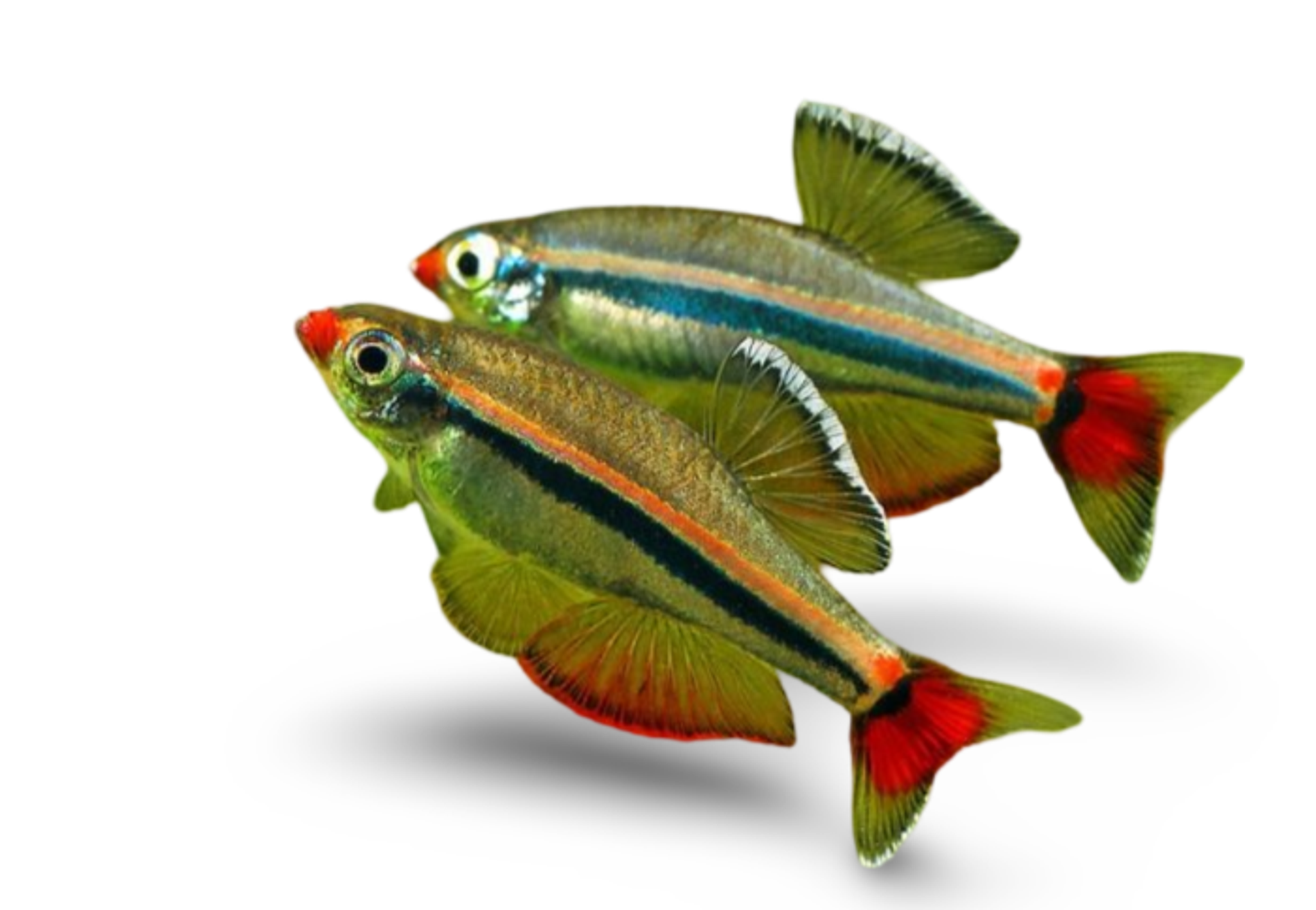 White Cloud Mountain Minnows