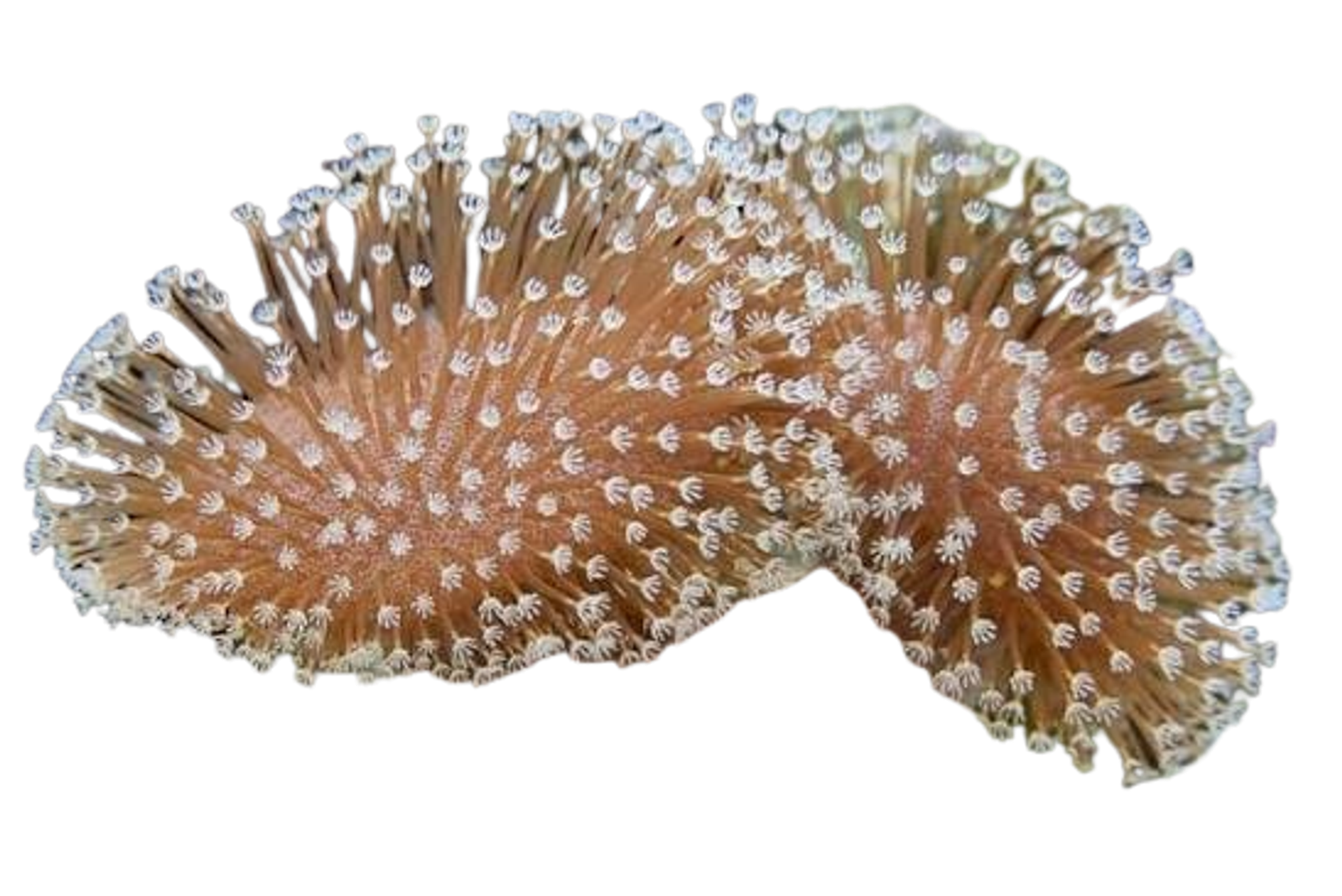 White Polyp Toadstool coral
