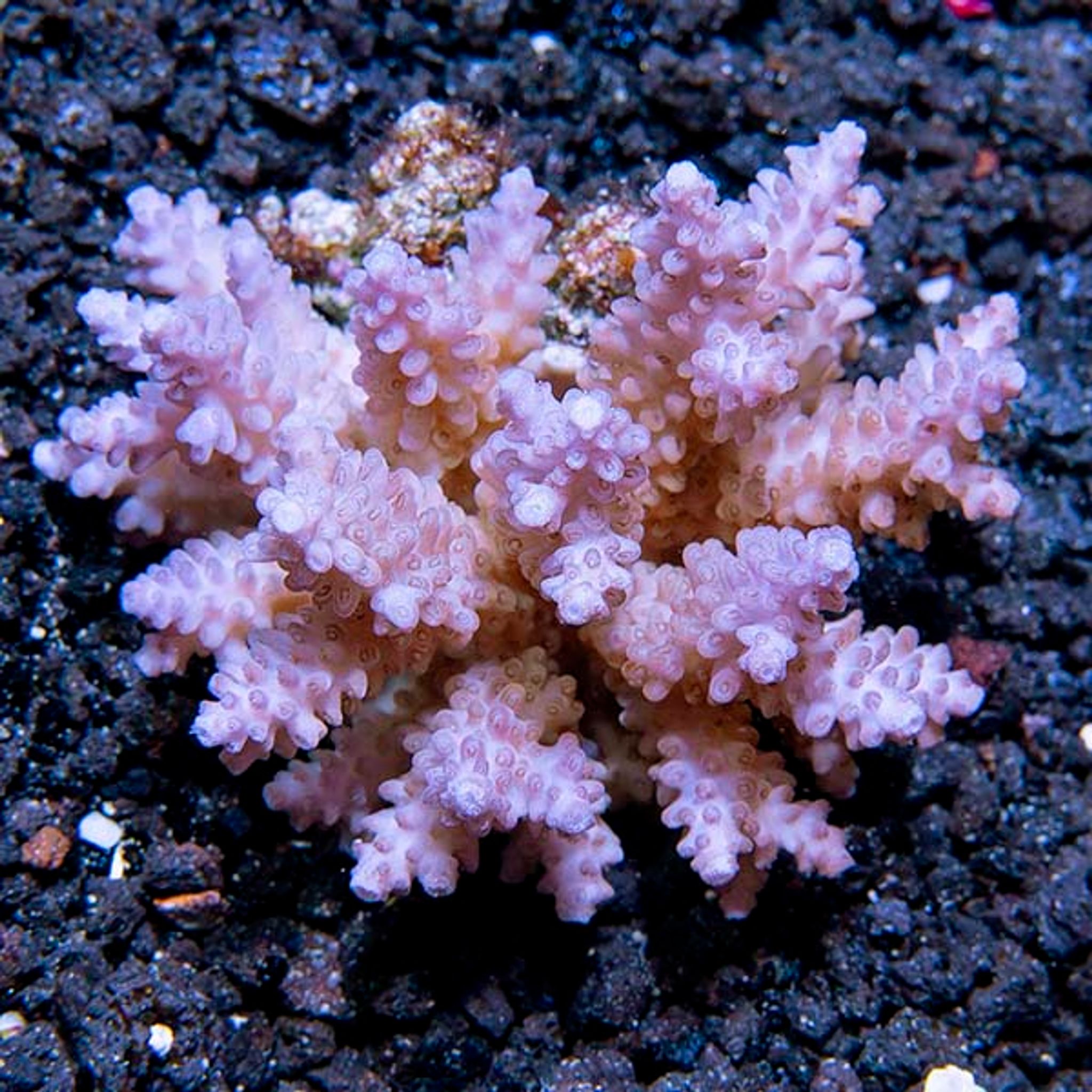 Assorted Acropora Coral