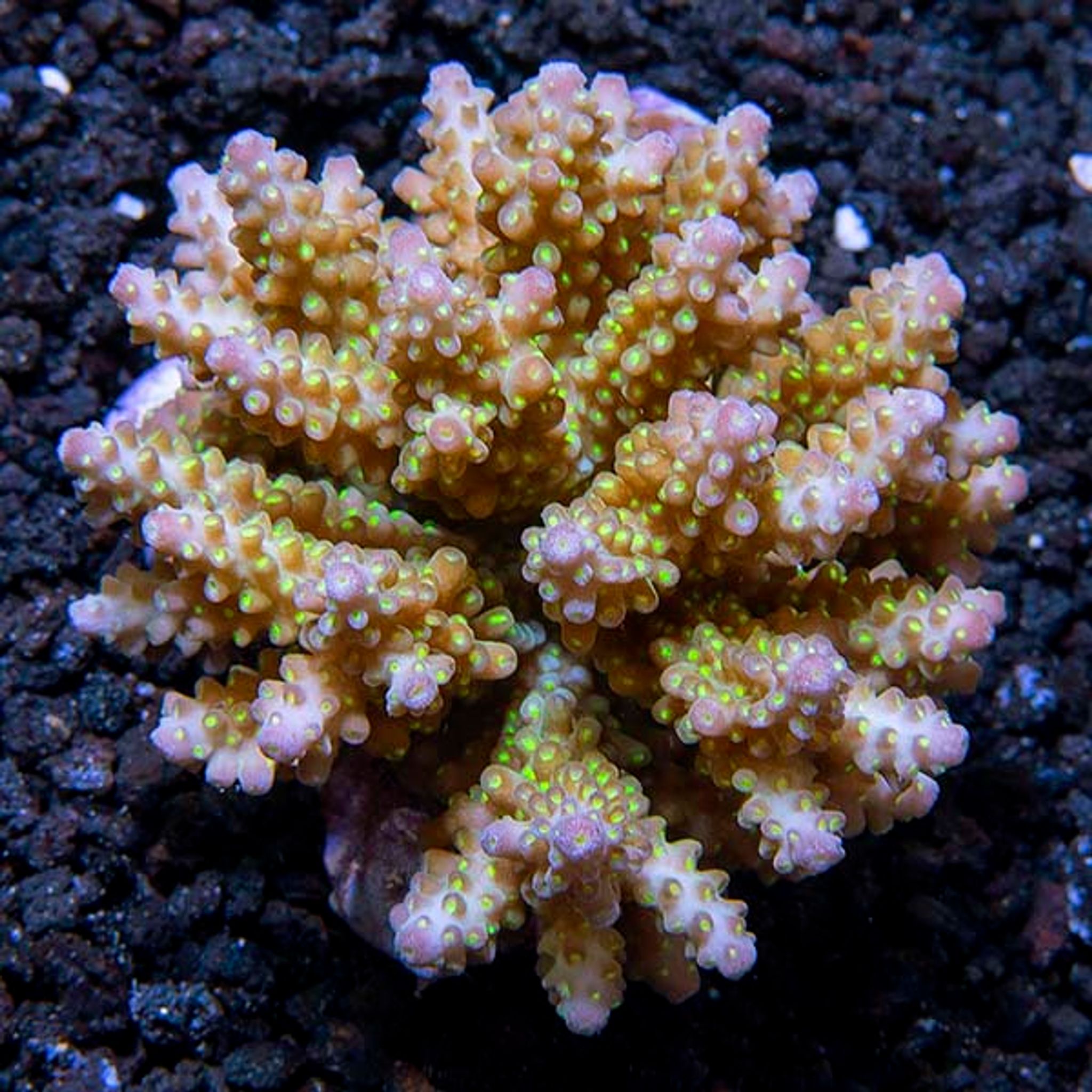 Assorted Acropora Coral