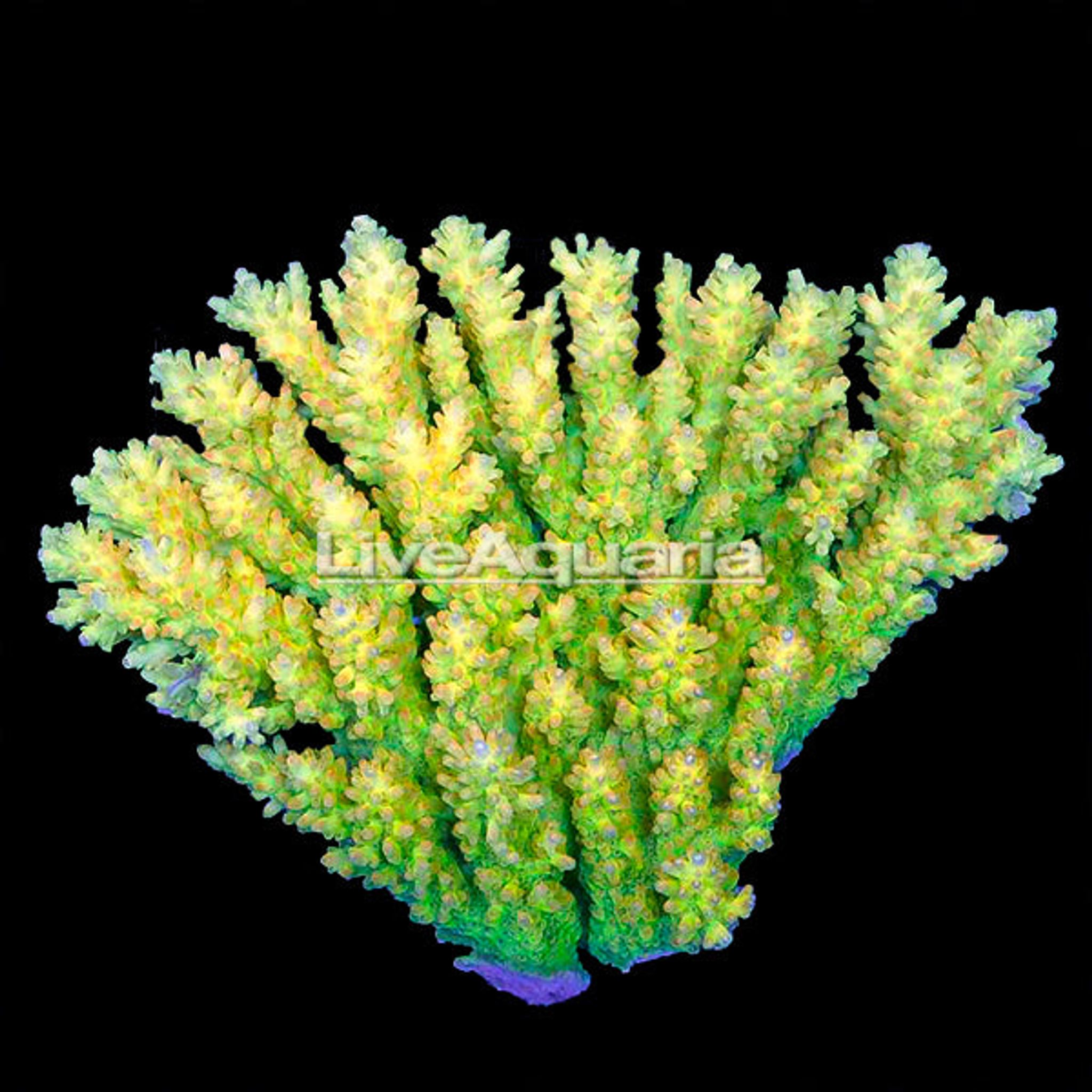 Assorted Acropora Coral