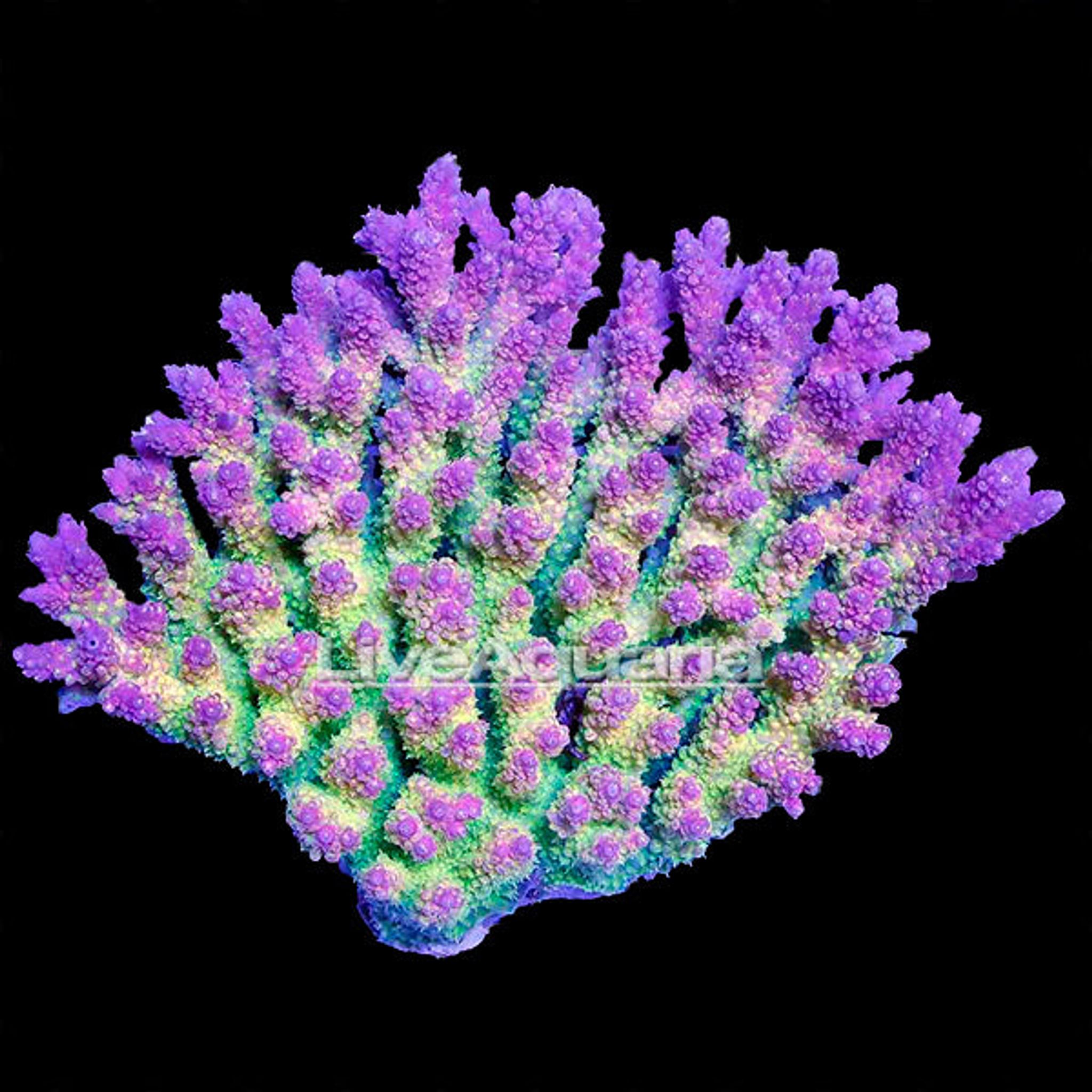 Assorted Acropora Coral