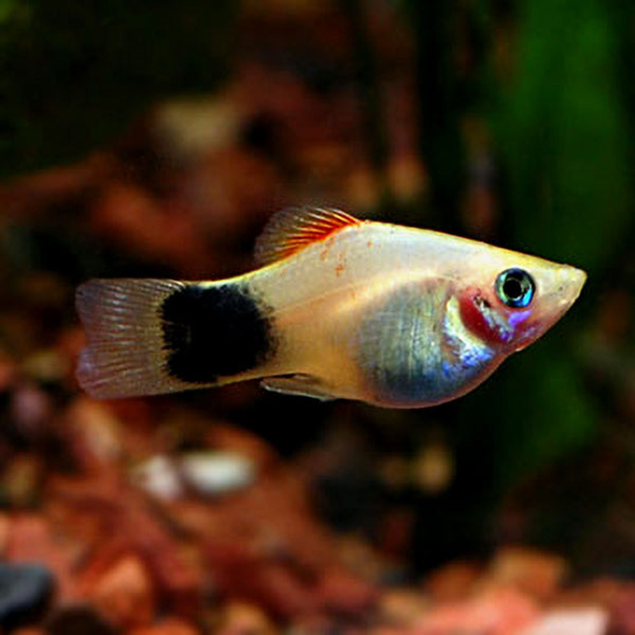 Assorted Mickey Mouse Platy