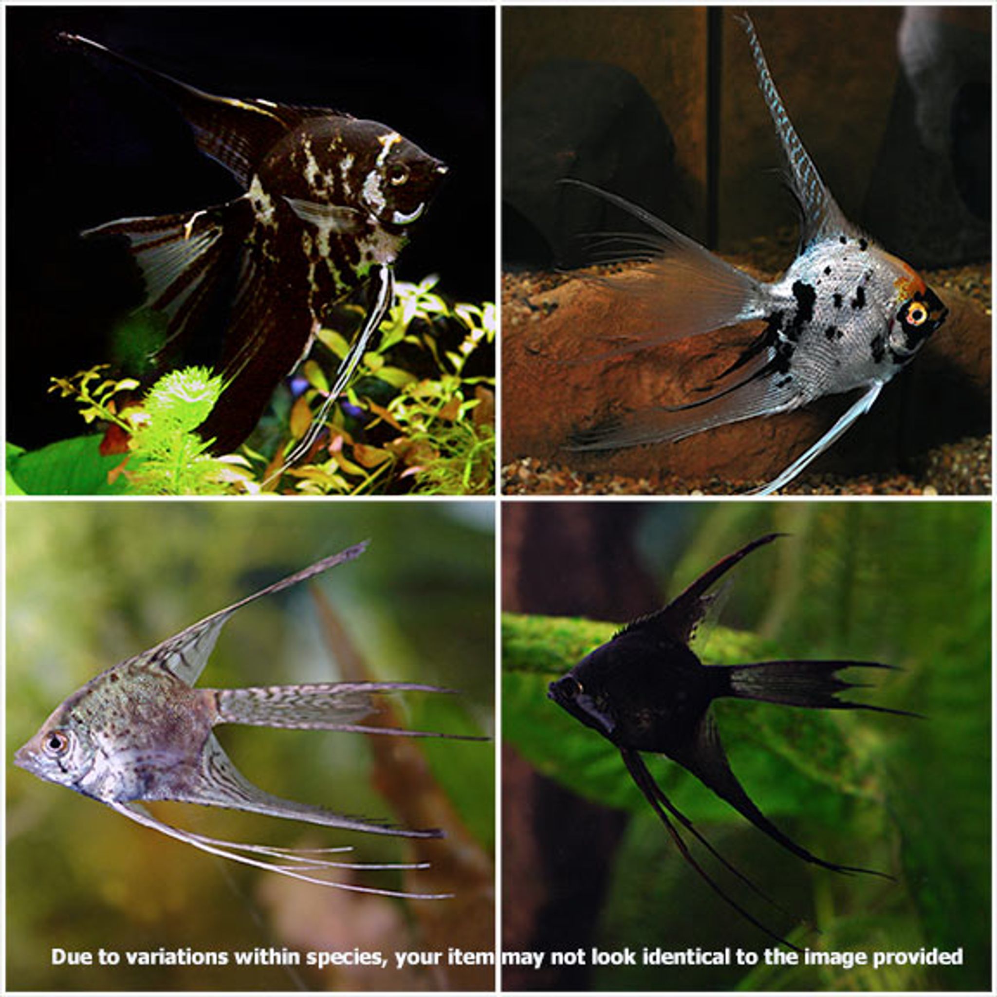 Assorted Veil Angelfish Group