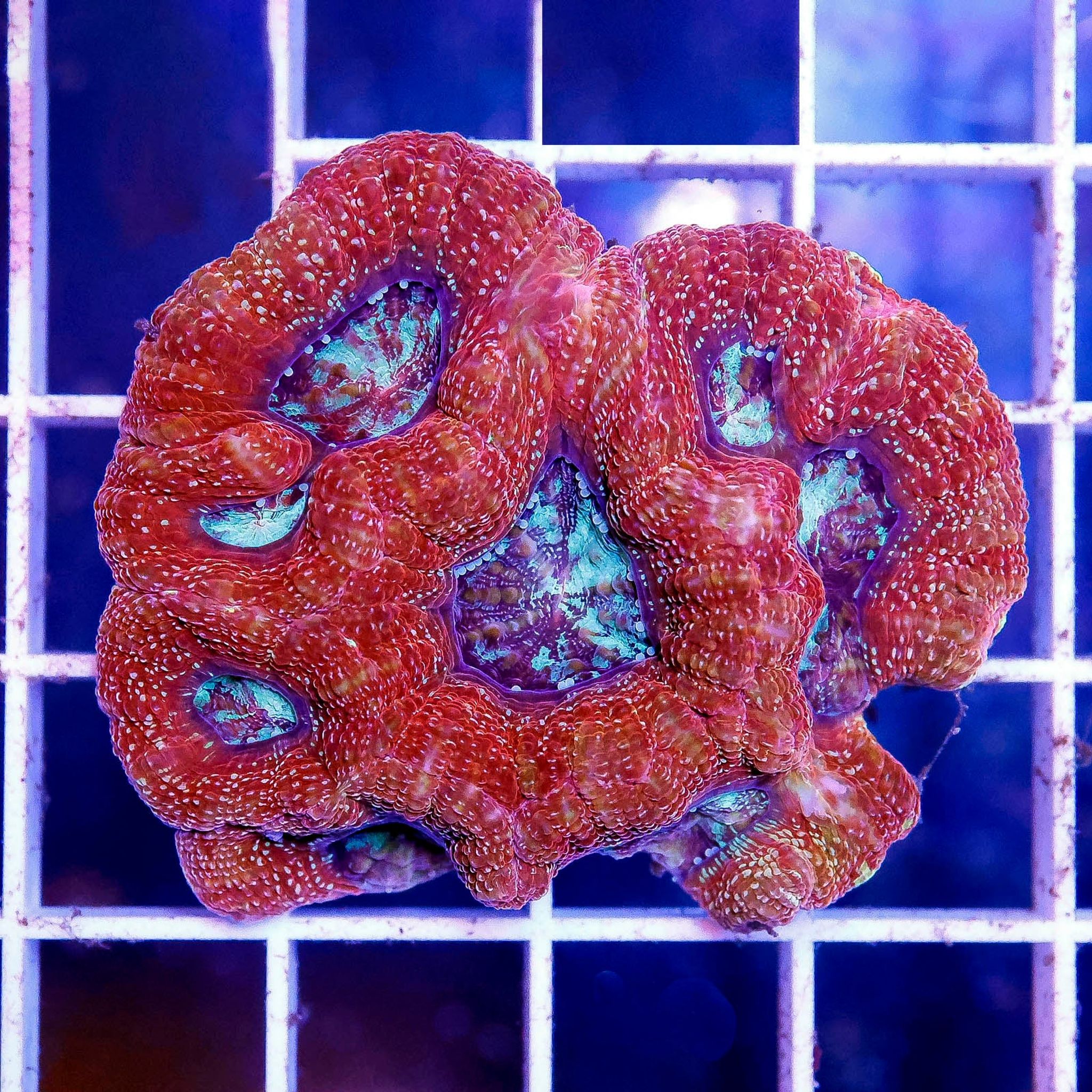 Australian Bowerbanki Coral 2" WYSIWYG