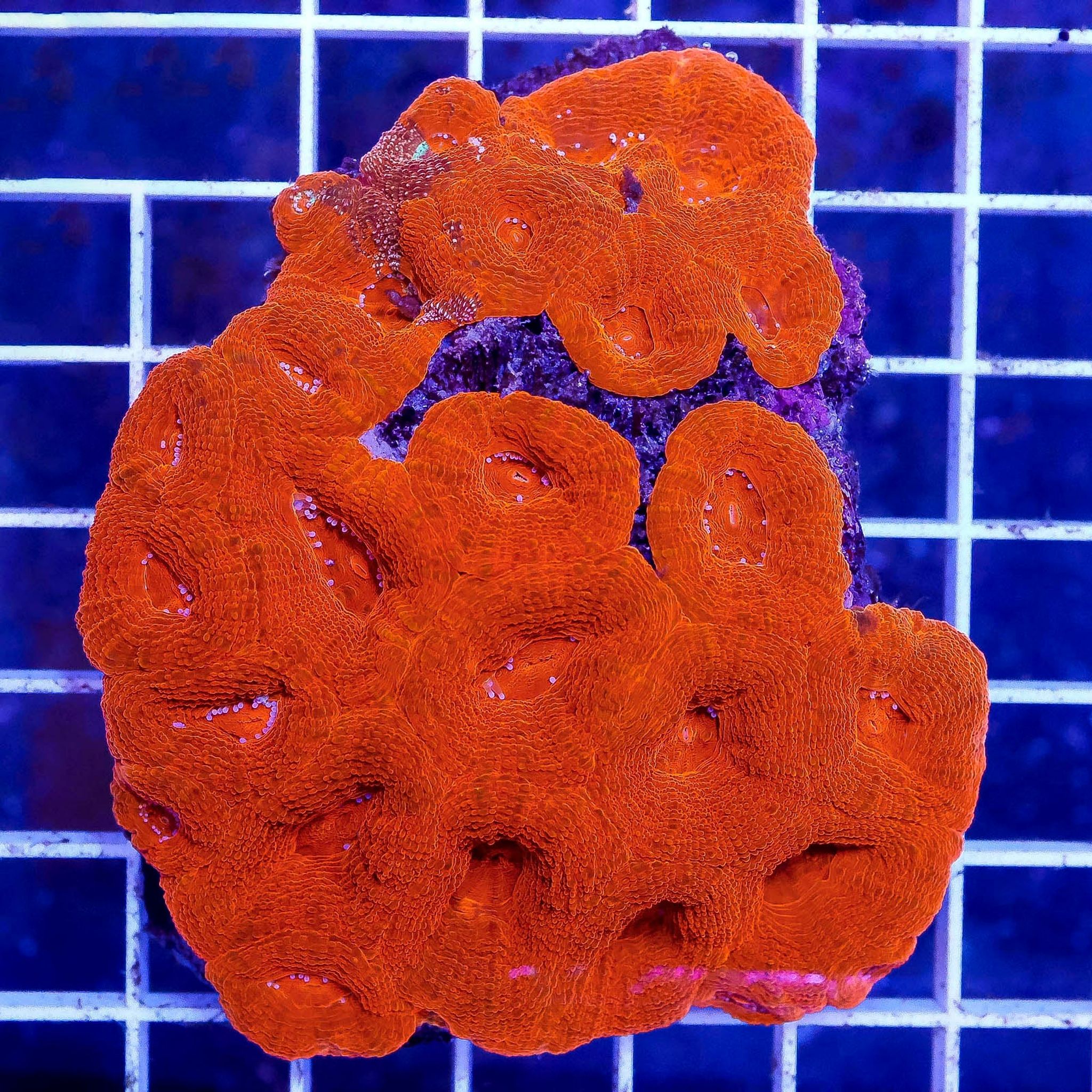 Australian Bowerbanki Coral, Red/Orange 3" WYSIWYG