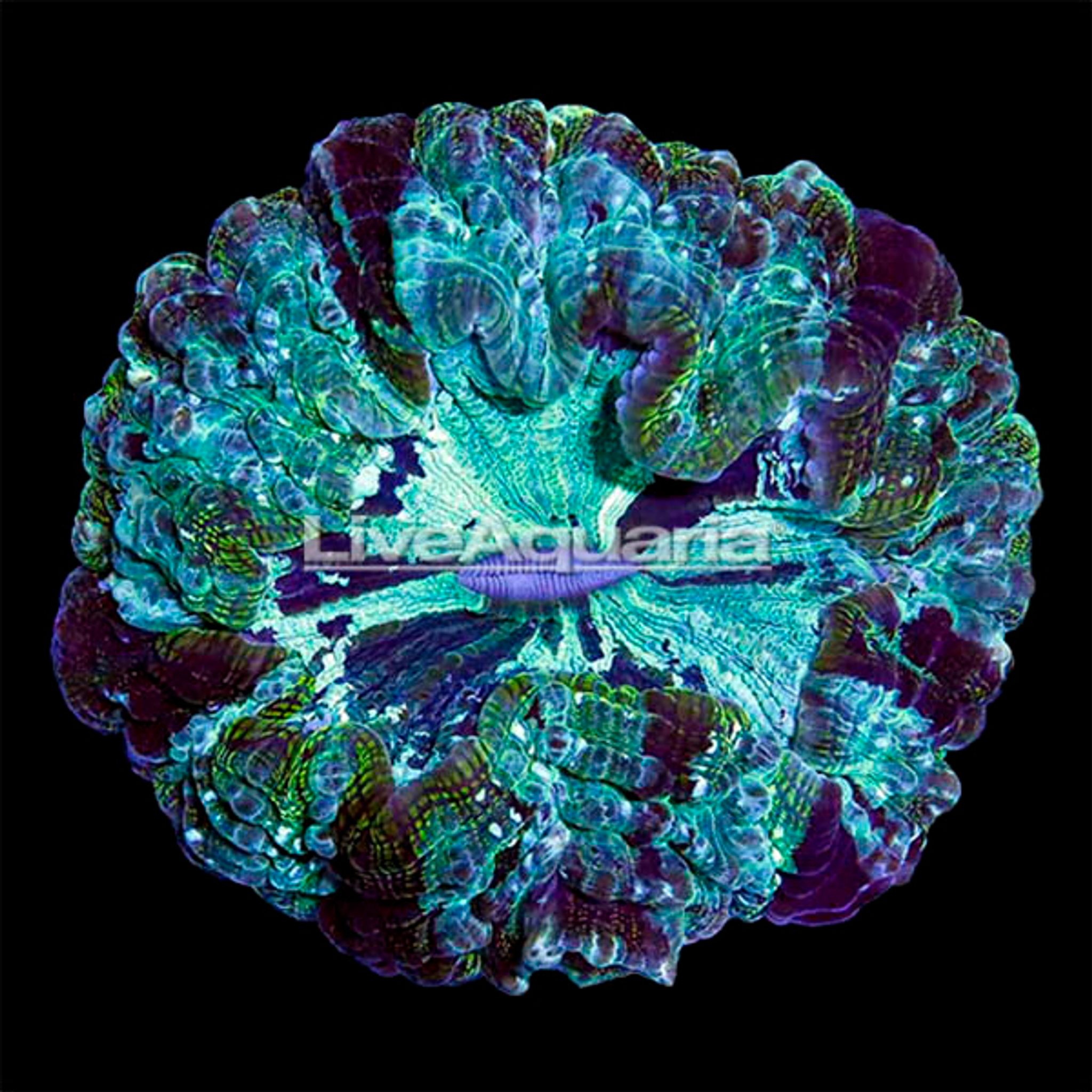 Australian Doughnut Coral