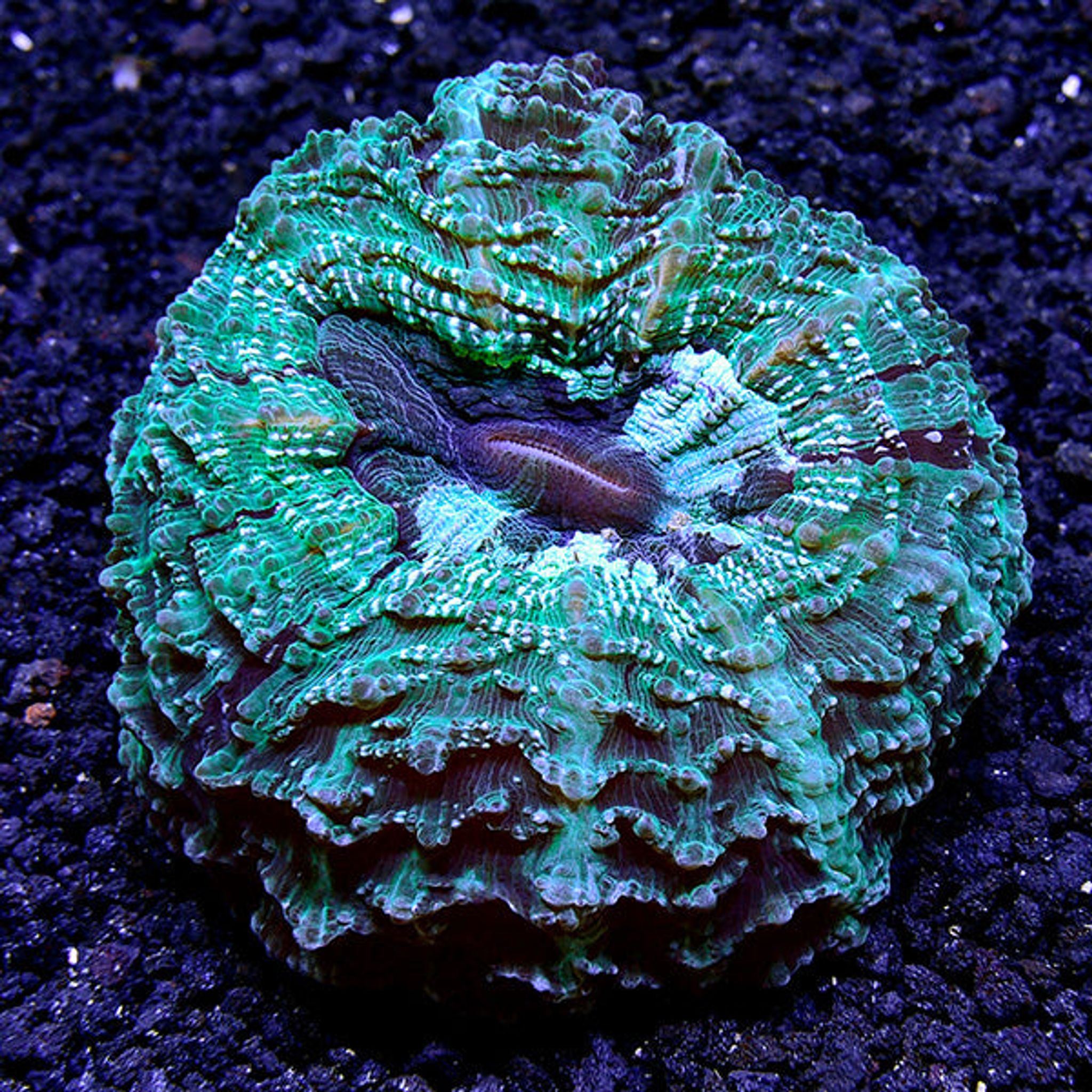 Australian Doughnut Coral