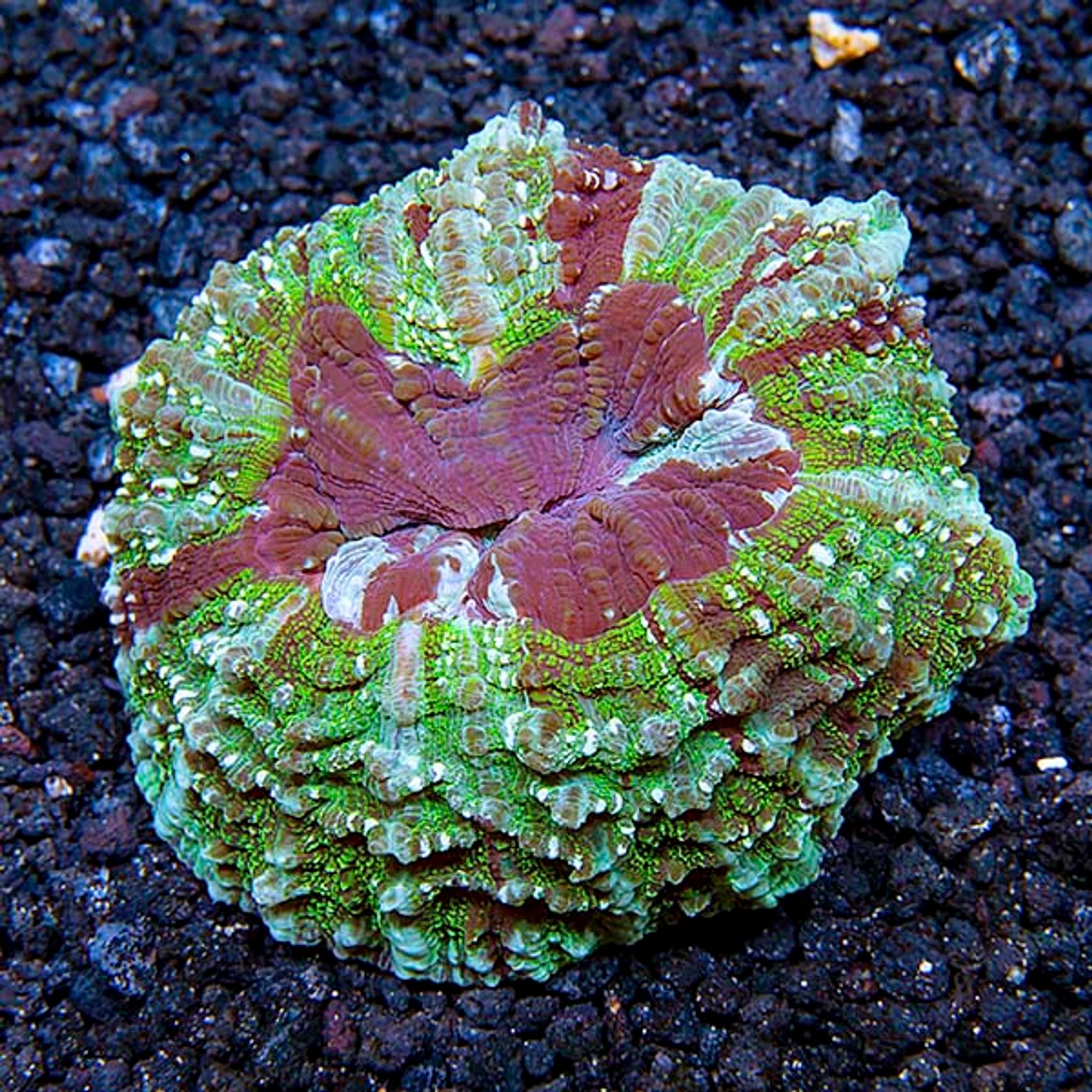 Australian Doughnut Coral