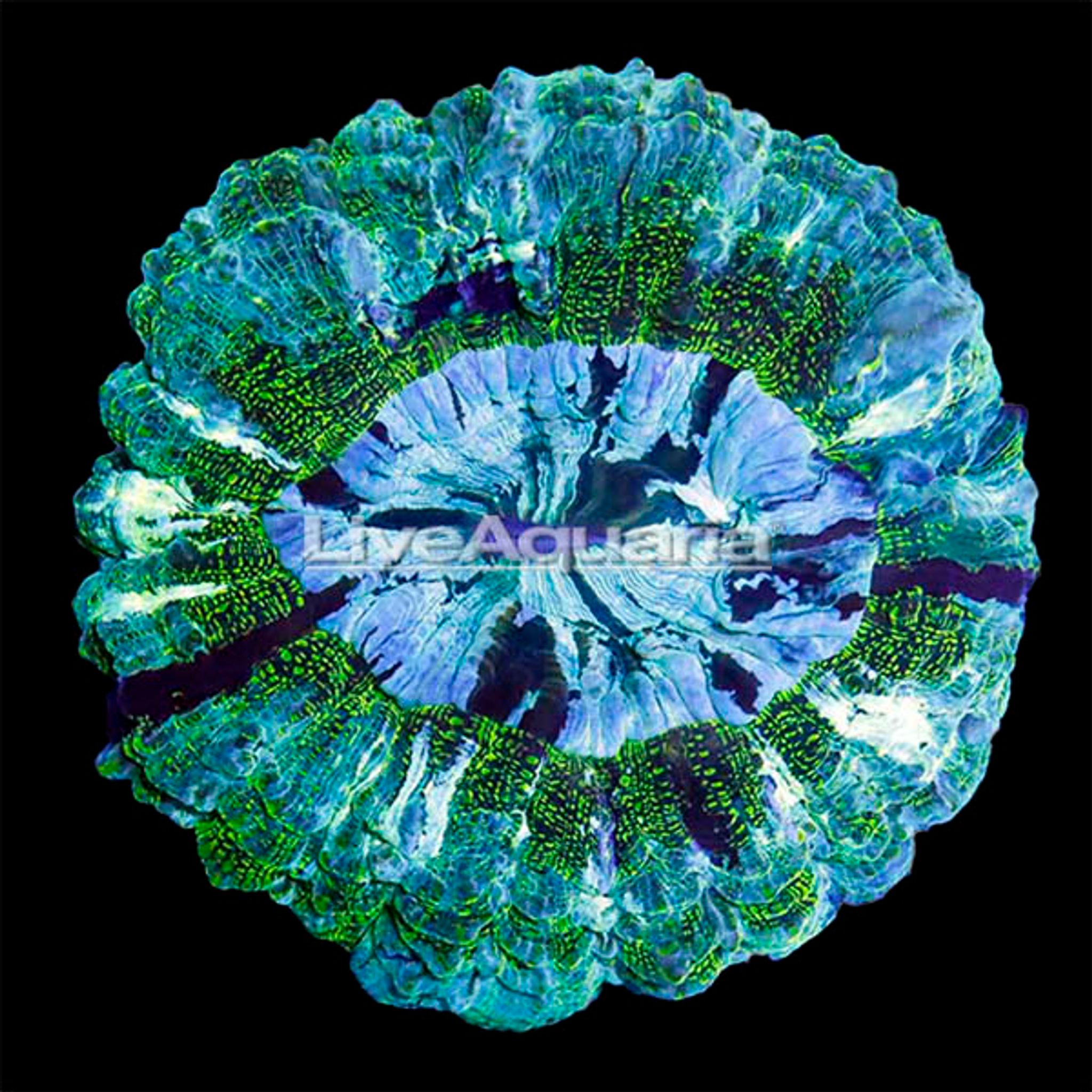 Australian Doughnut Coral