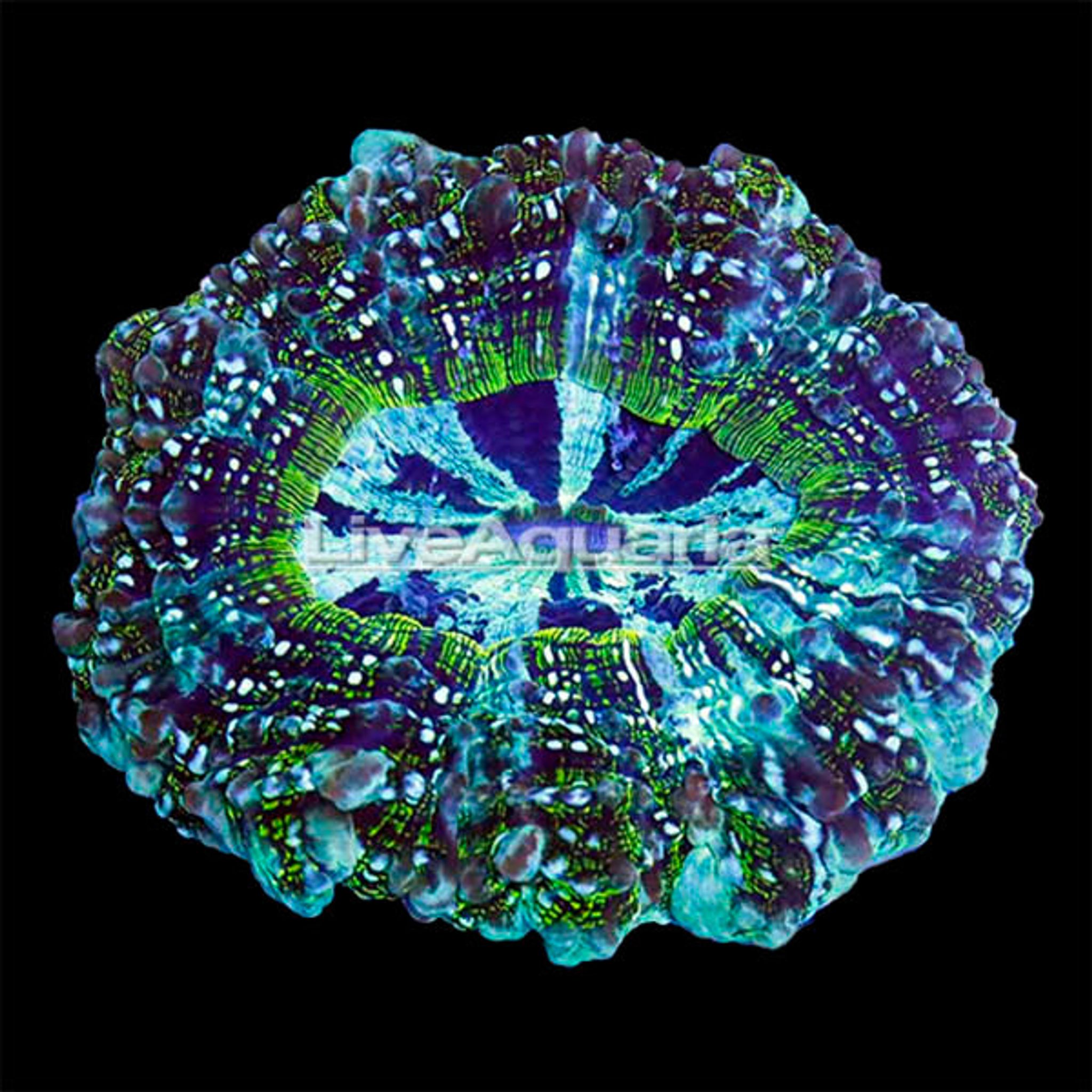 Australian Doughnut Coral
