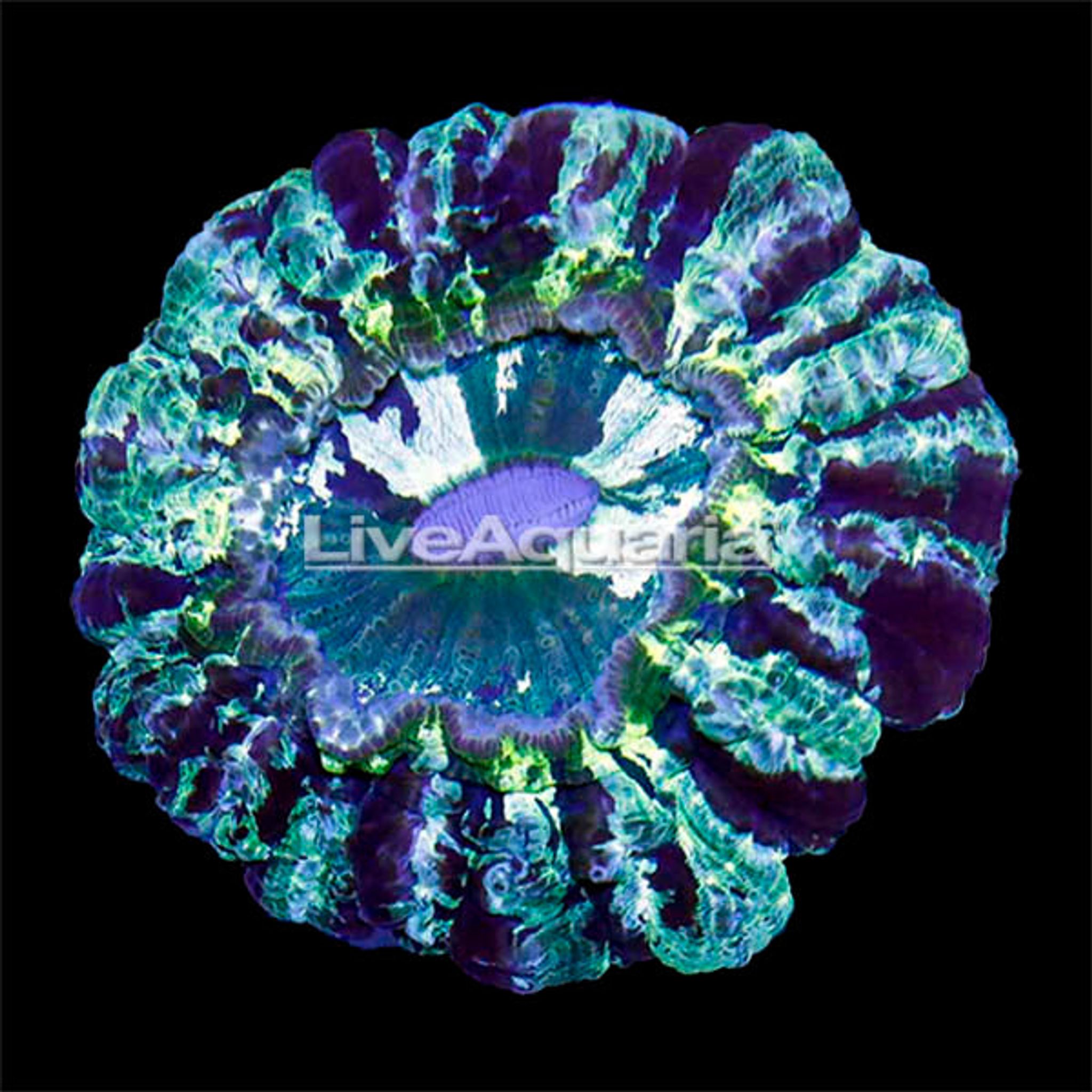 Australian Doughnut Coral