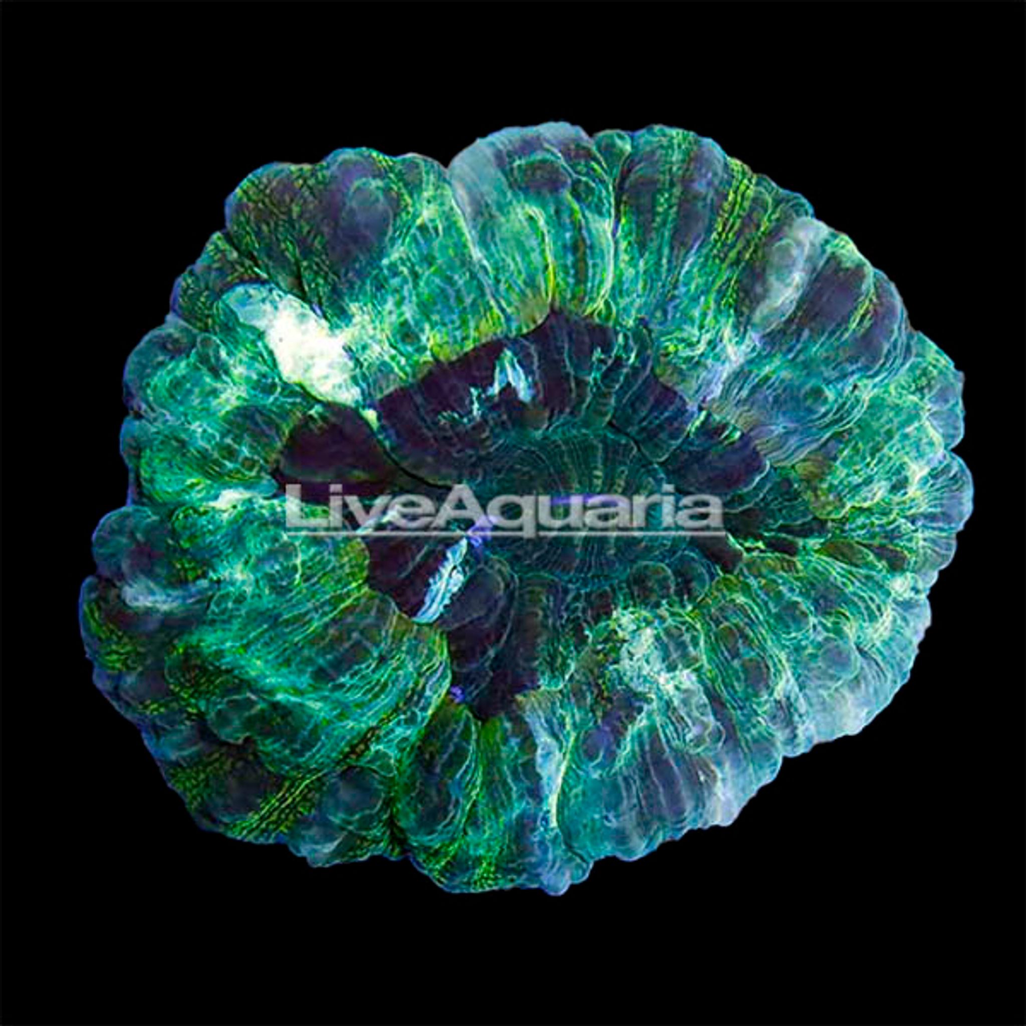 Australian Doughnut Coral