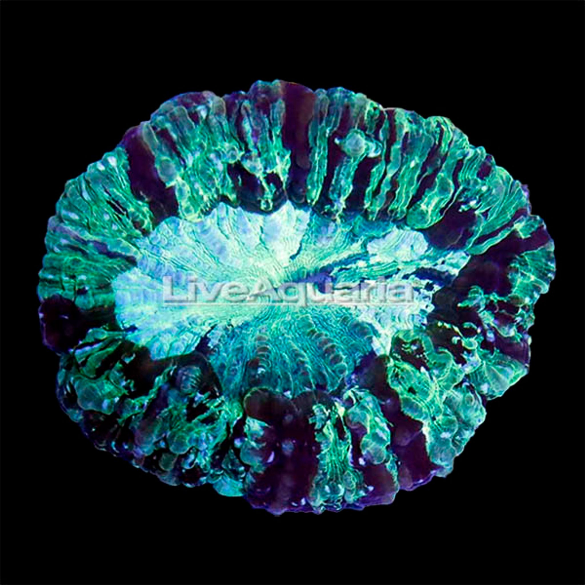 Australian Doughnut Coral
