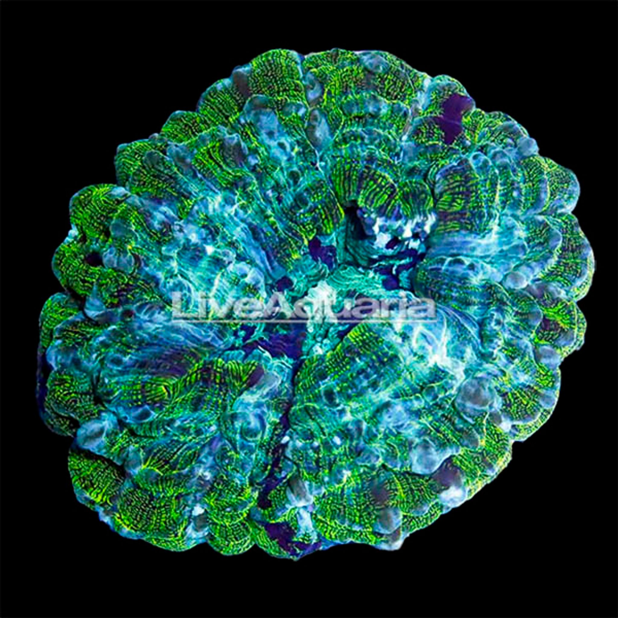 Australian Doughnut Coral