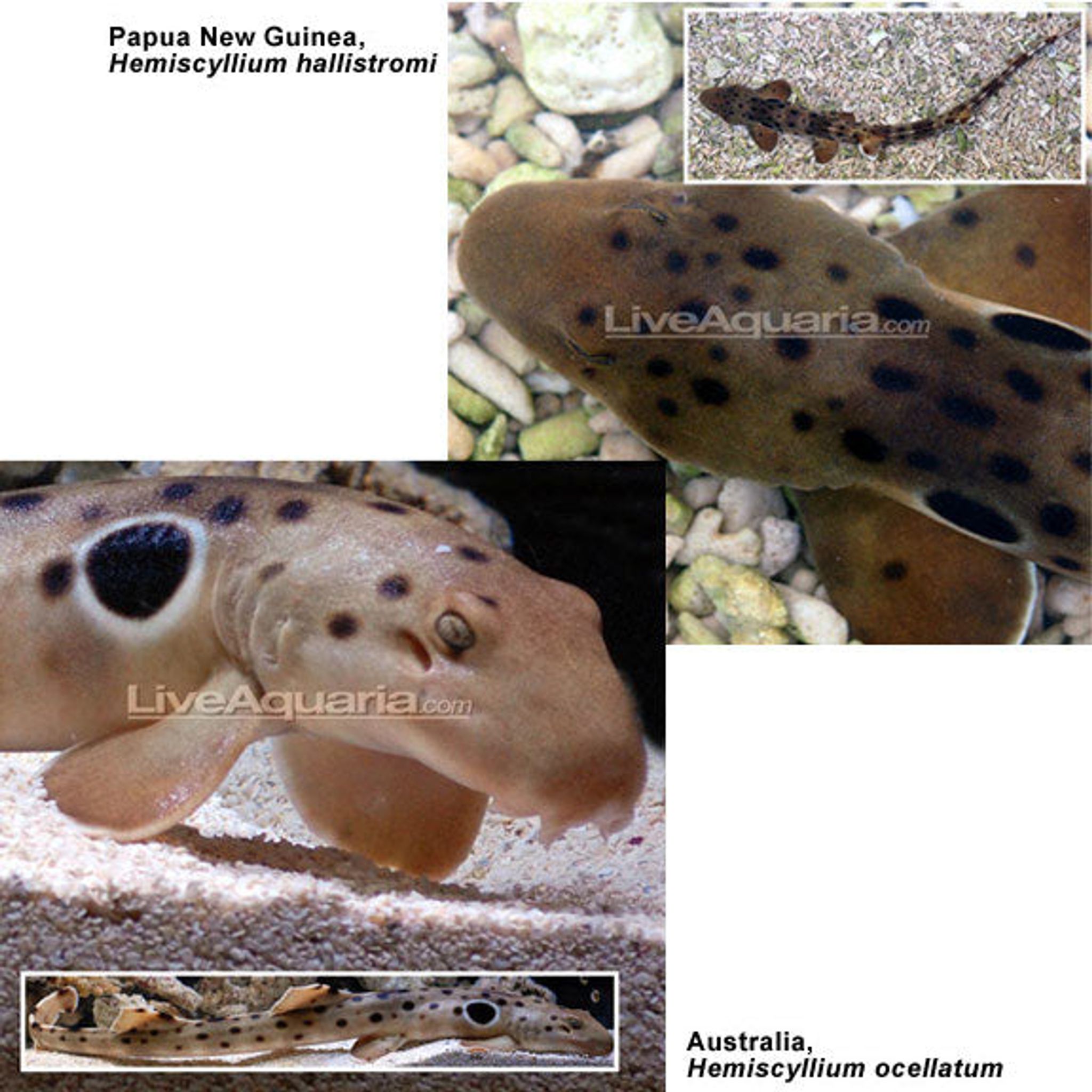 Australian Epaulette Shark EXPERT ONLY (Hemiscyllium ocellatum)