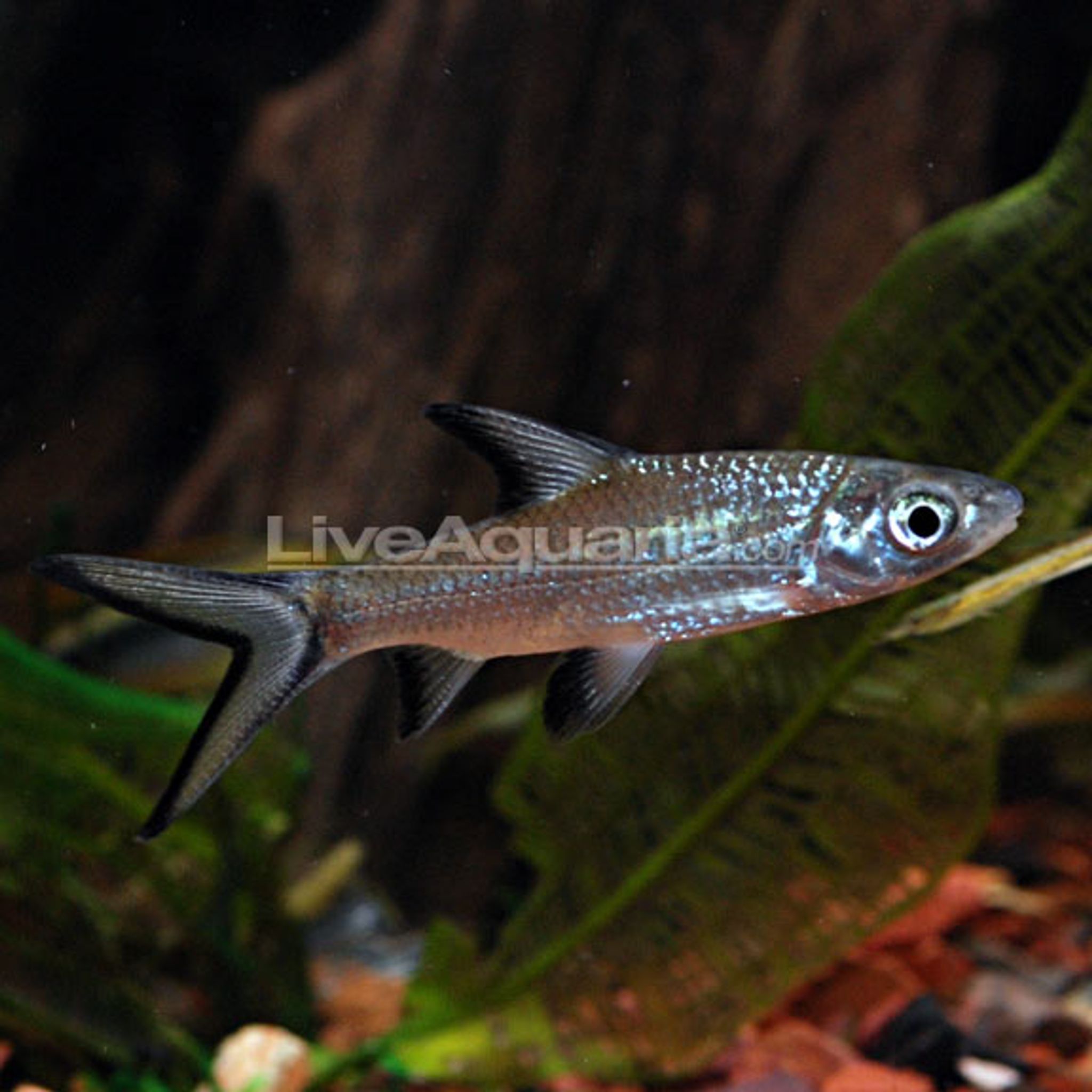 Bala Shark