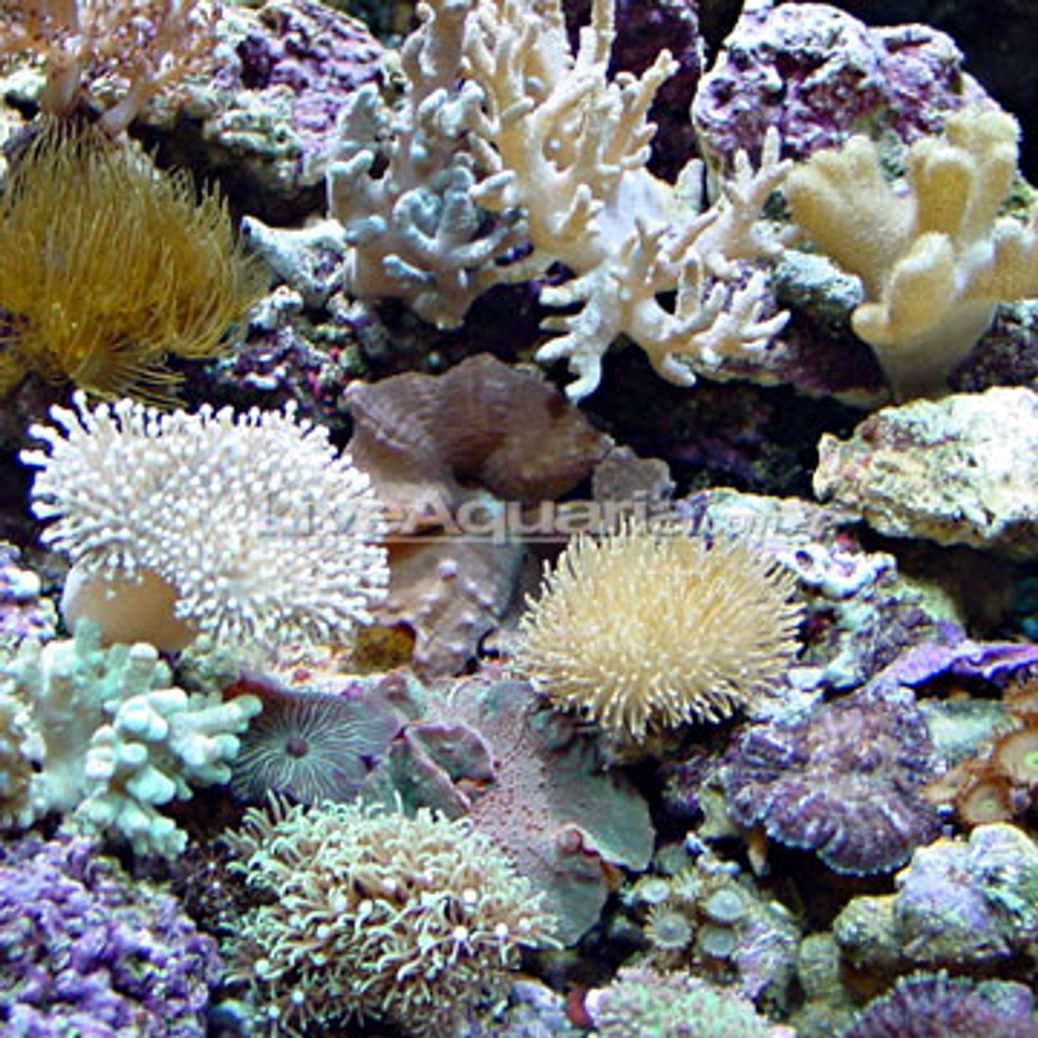 Best Small Fish for Nano Aquariums
