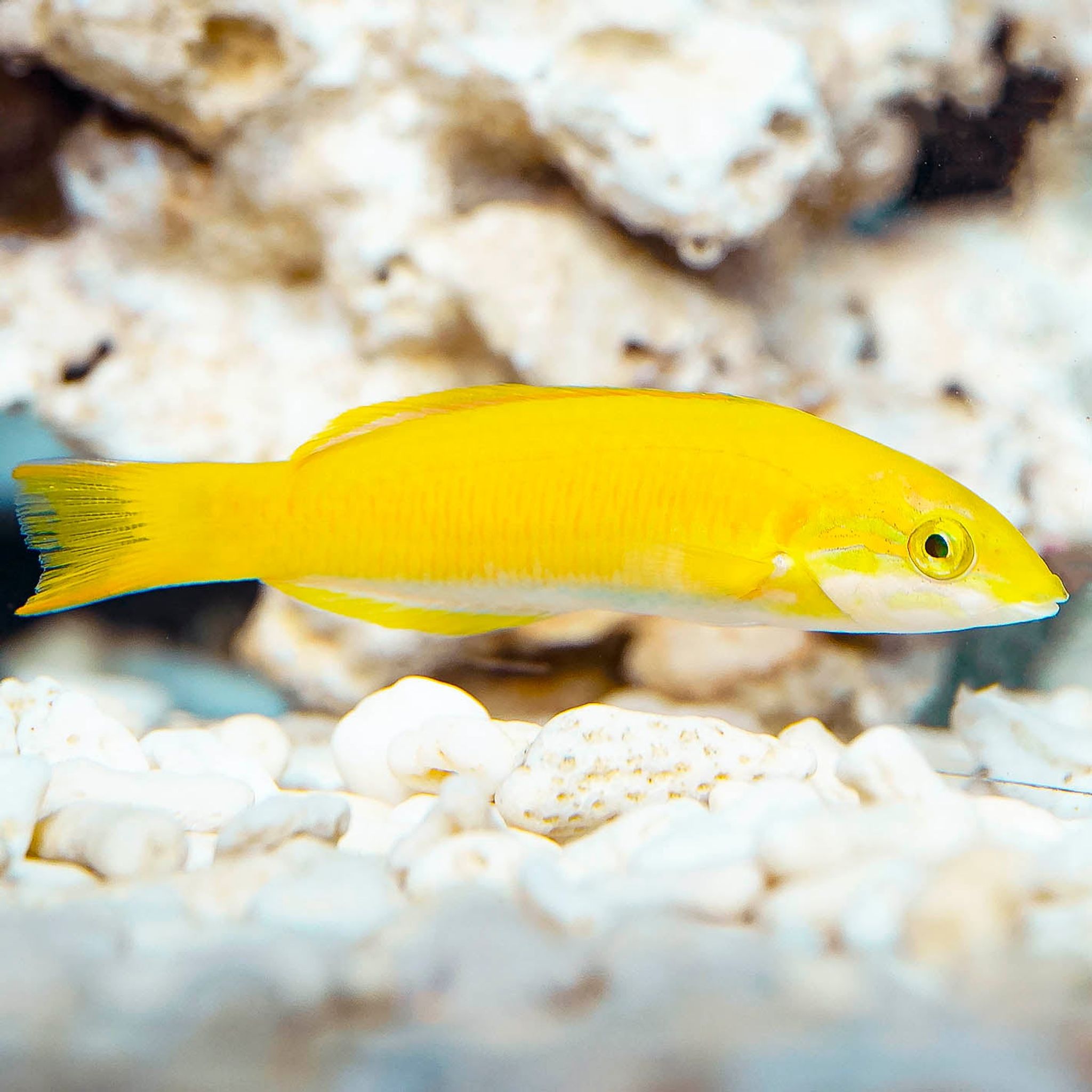 Banana Wrasse 2.75" WYSIWYG