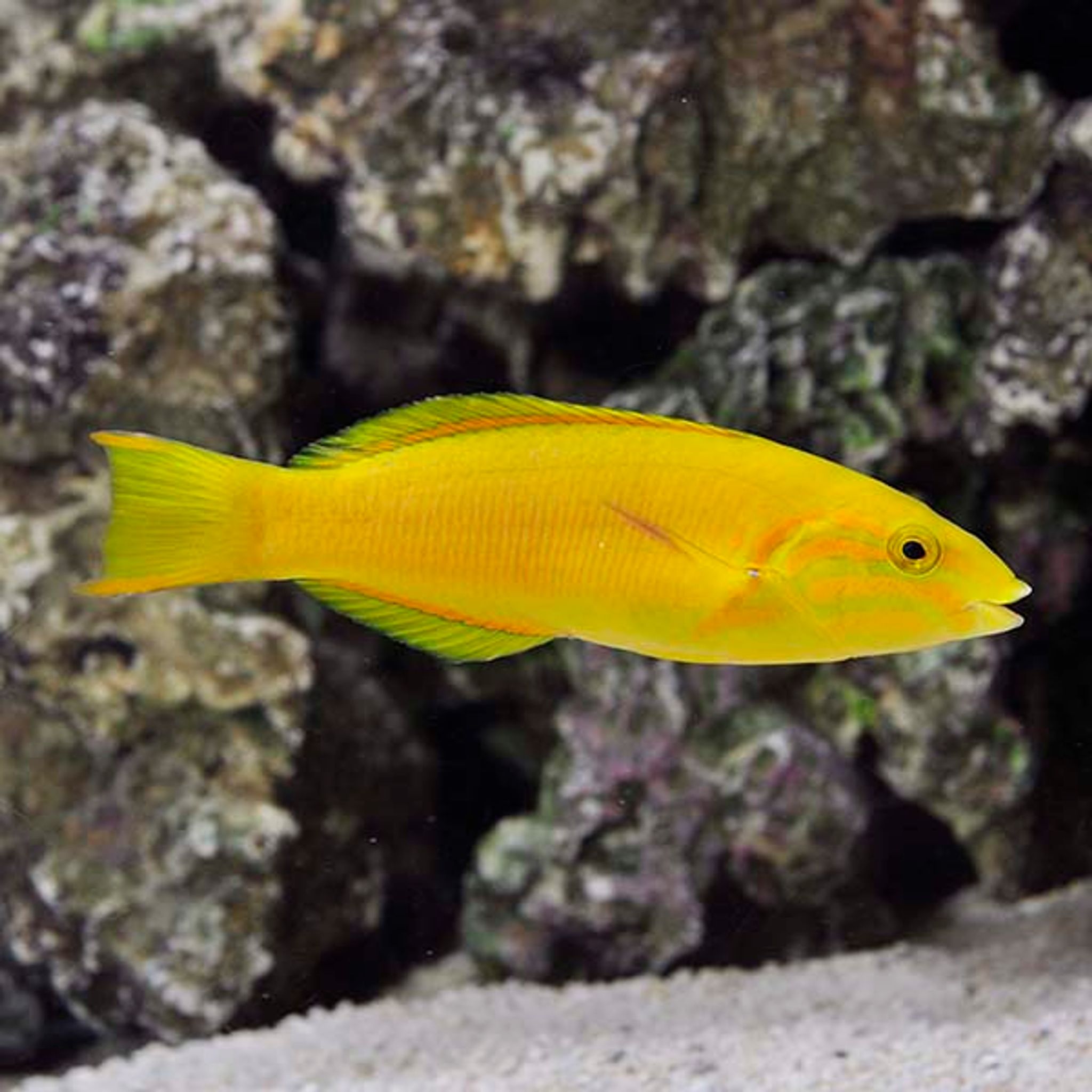 Banana Wrasse